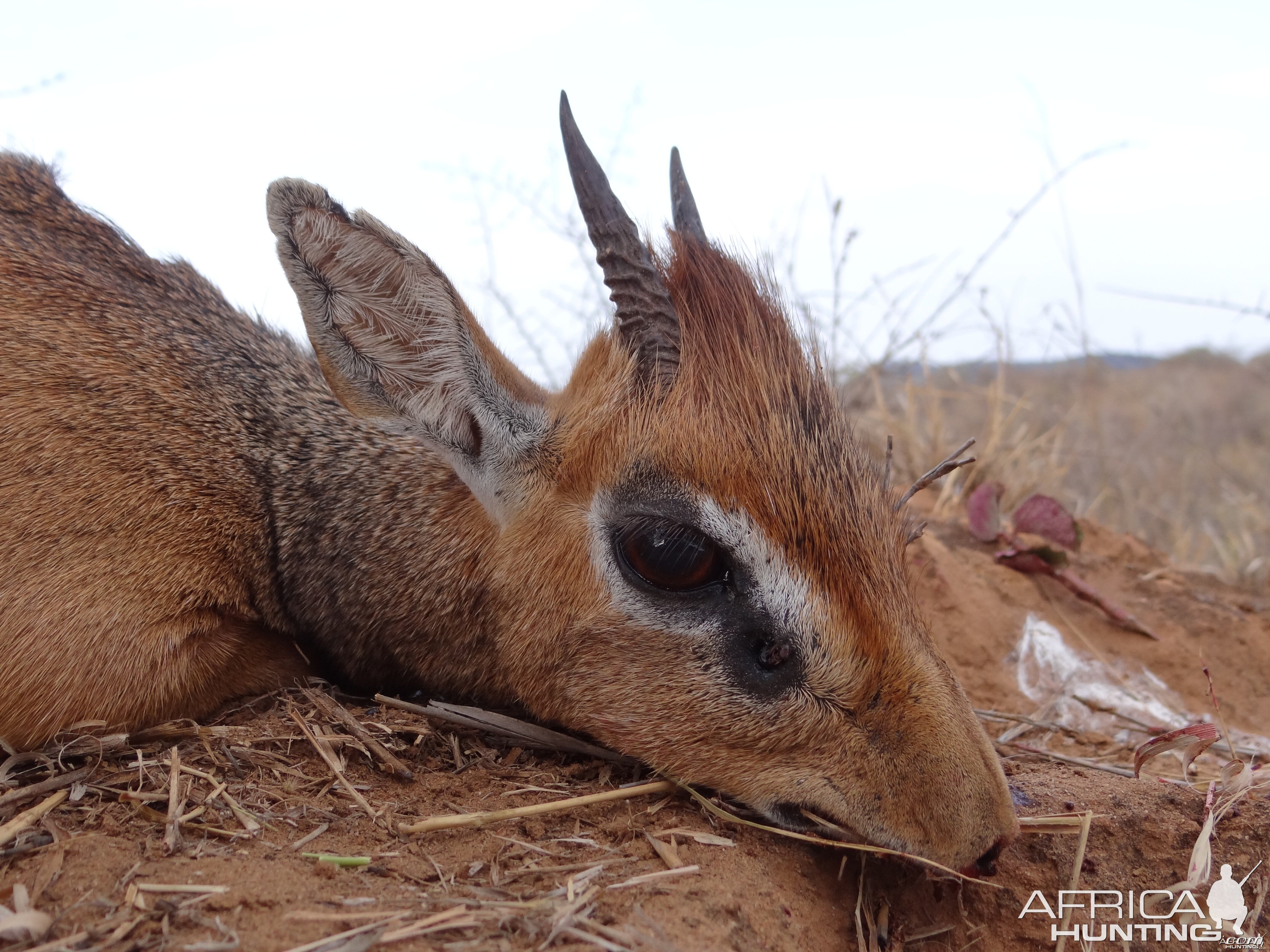 Hunting Kirk Dik-Dik