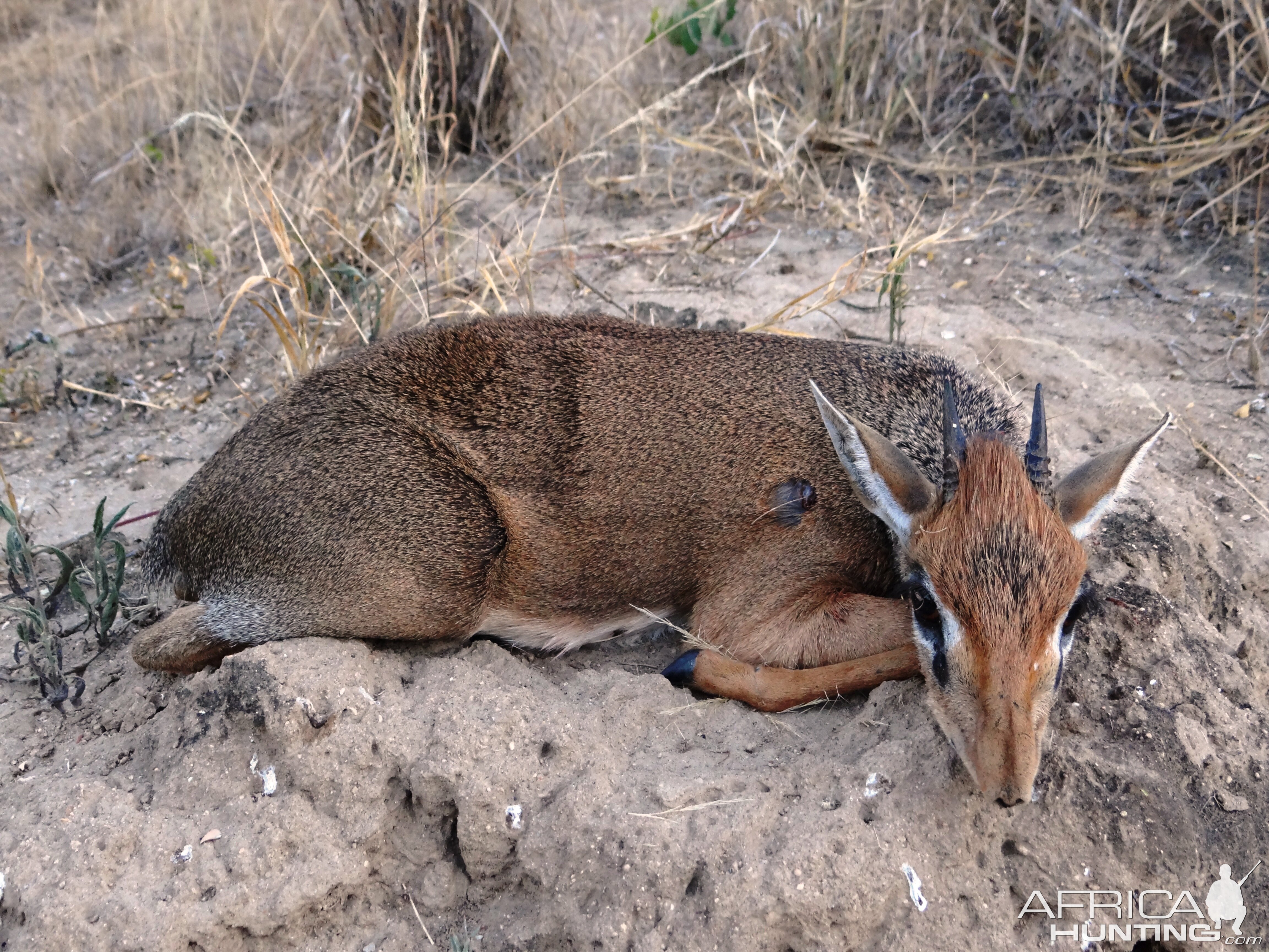 Hunting Kirk Dik-Dik