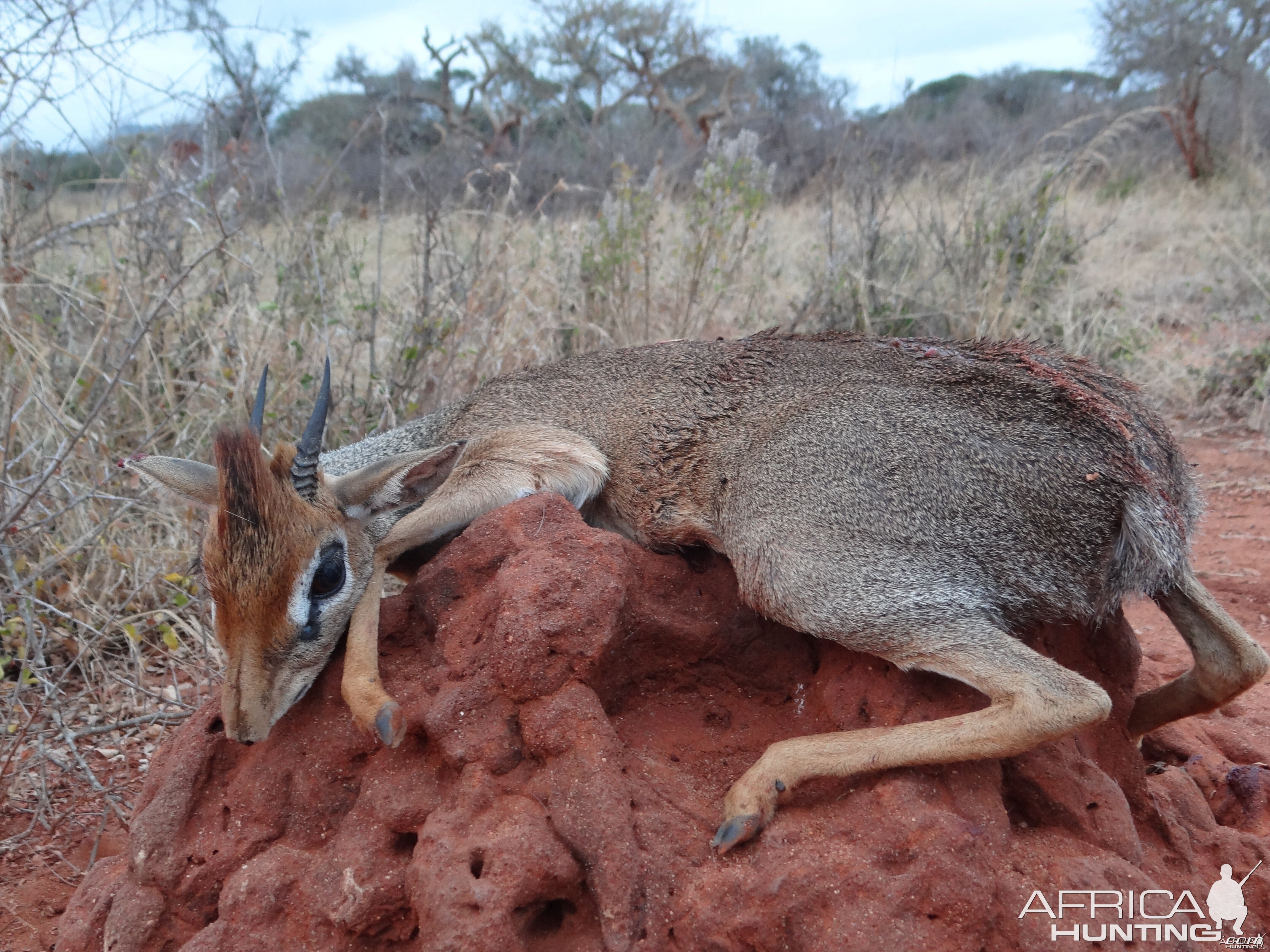 Hunting Kirk Dik-Dik