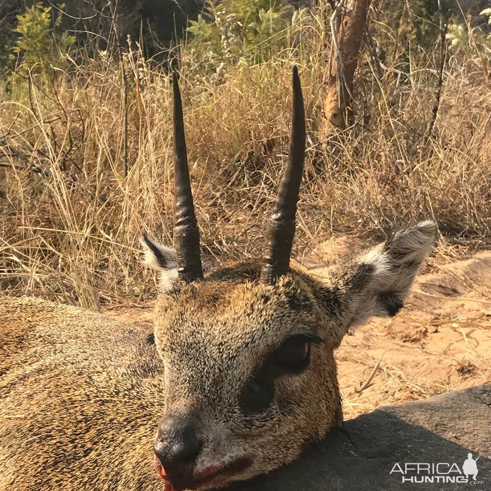 Hunting Klipspringer in South Africa