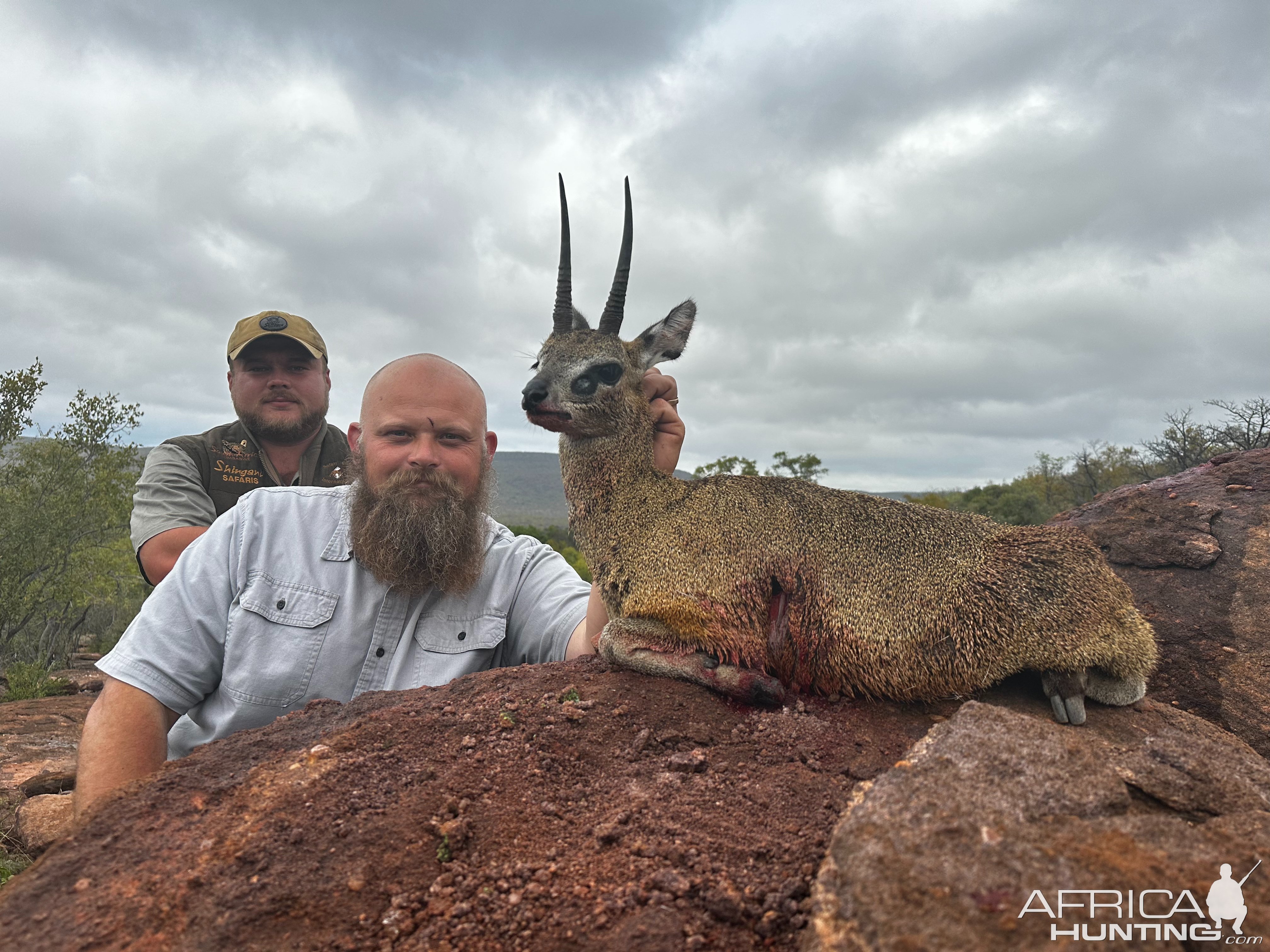 Hunting Klipspringer