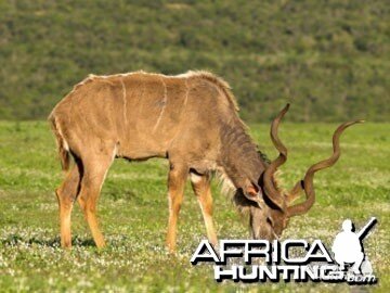 Hunting Kudu Bull