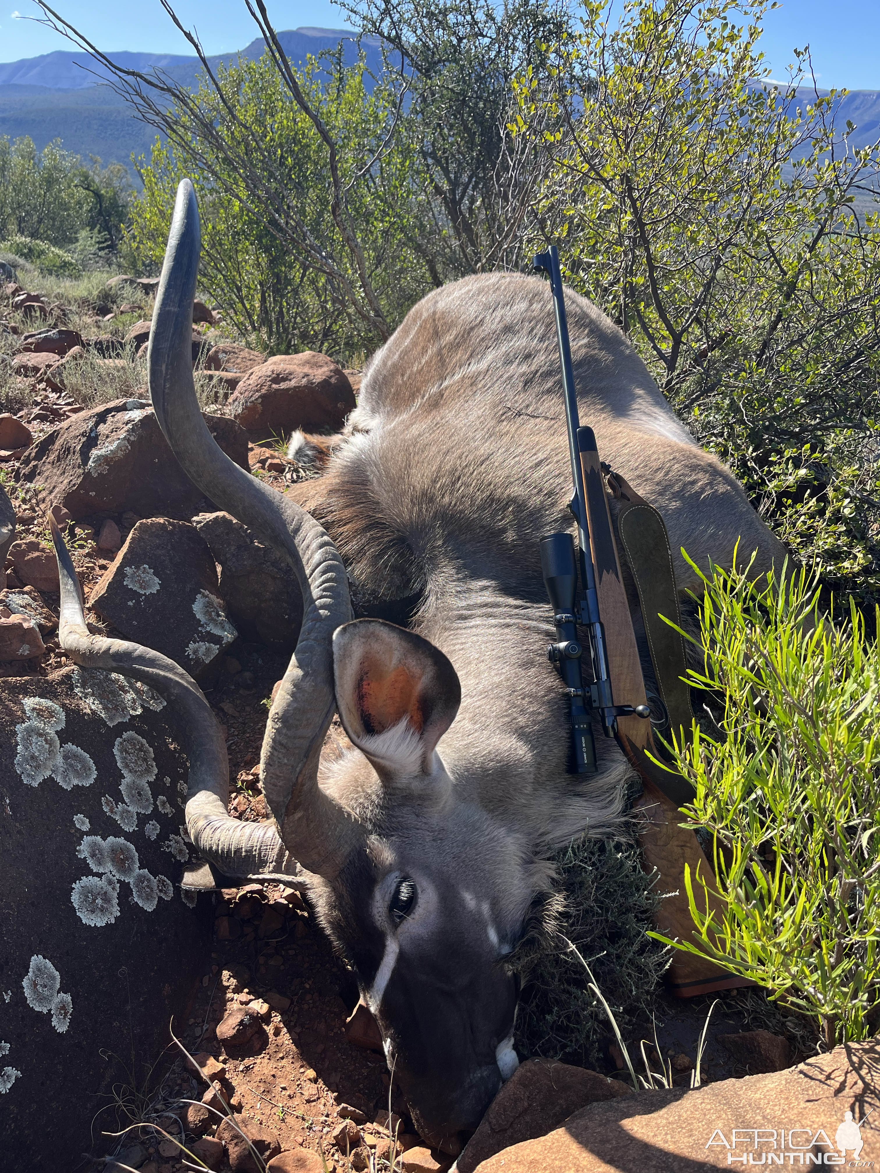 Hunting Kudu Eastern Cape South Africa