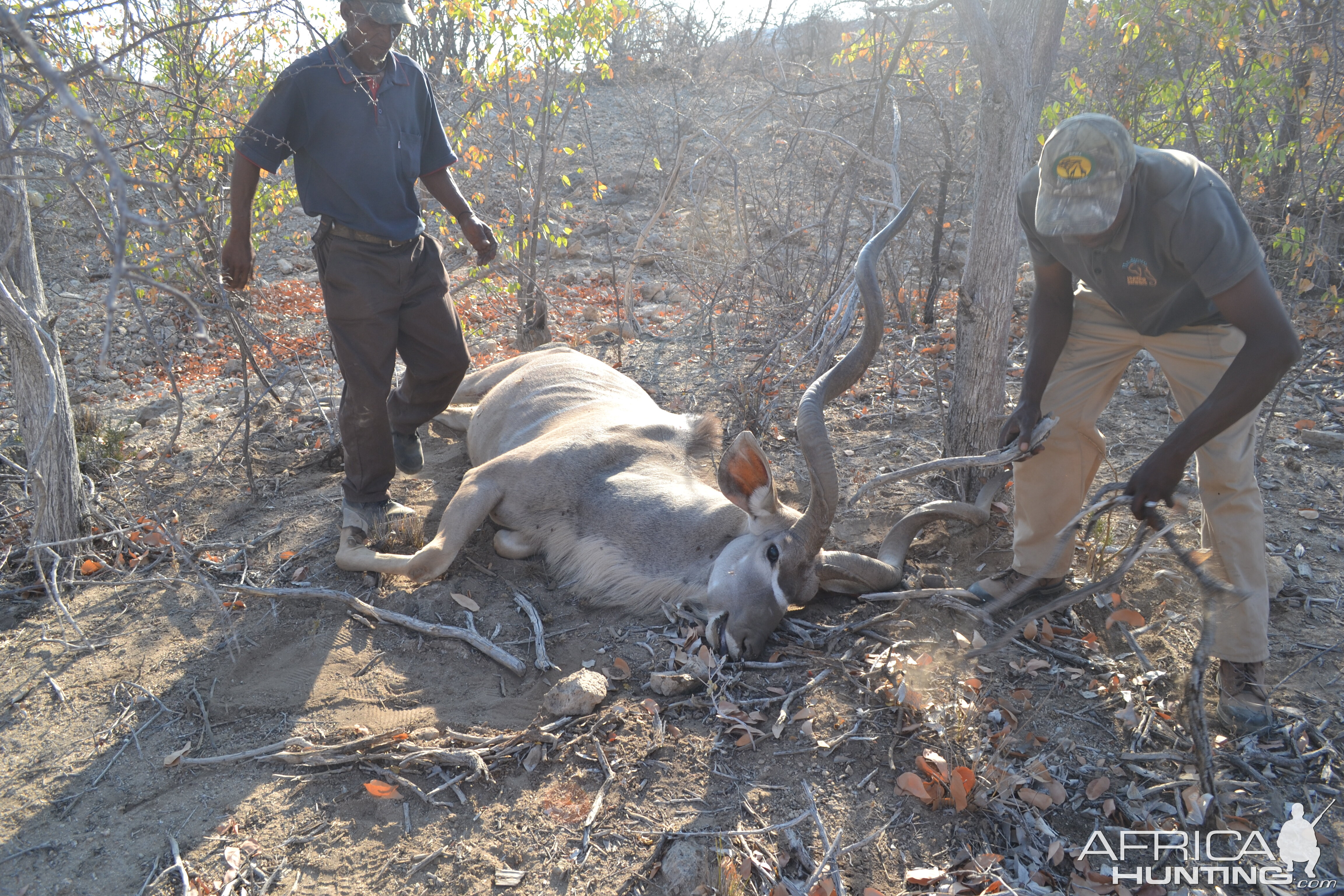 Hunting Kudu in Namibia