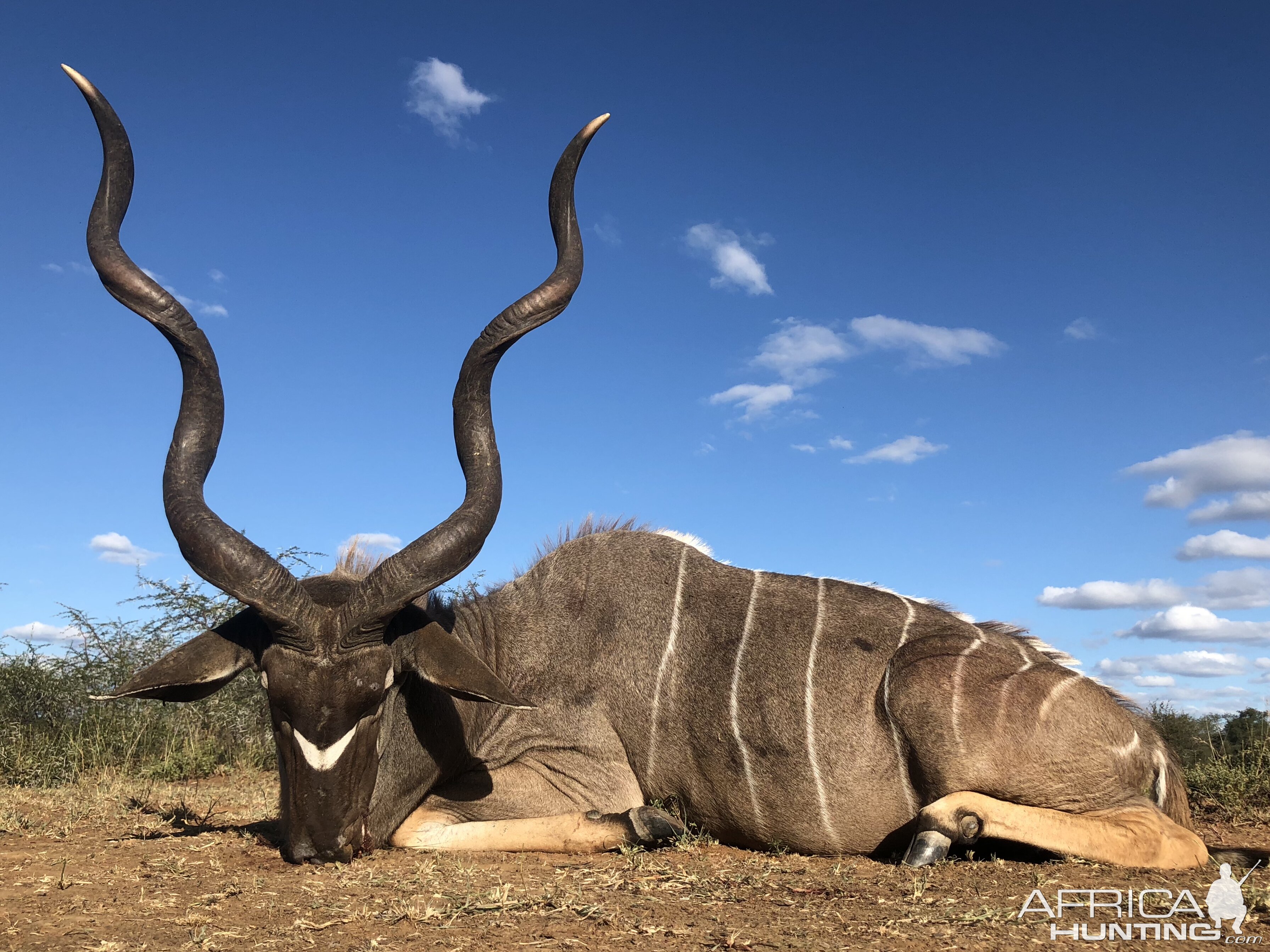 Hunting Kudu in South Africa