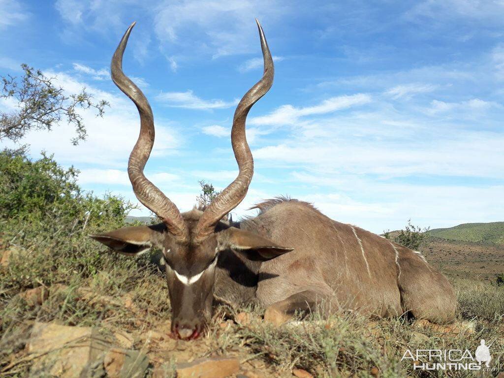 Hunting Kudu in South Africa