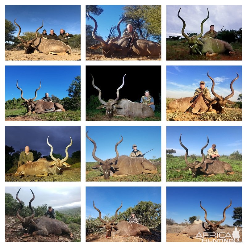 Hunting Kudu South Africa