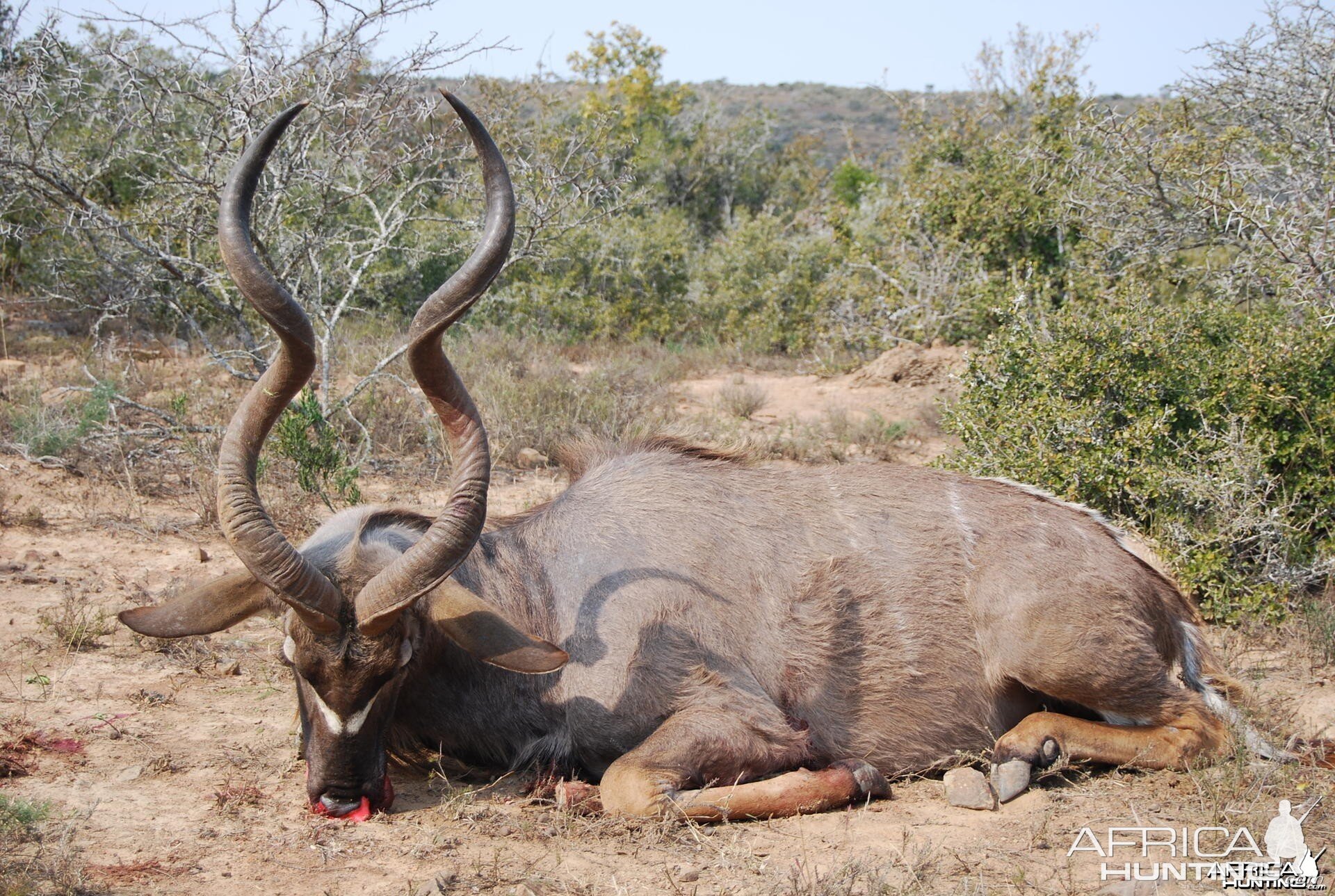 Hunting Kudu