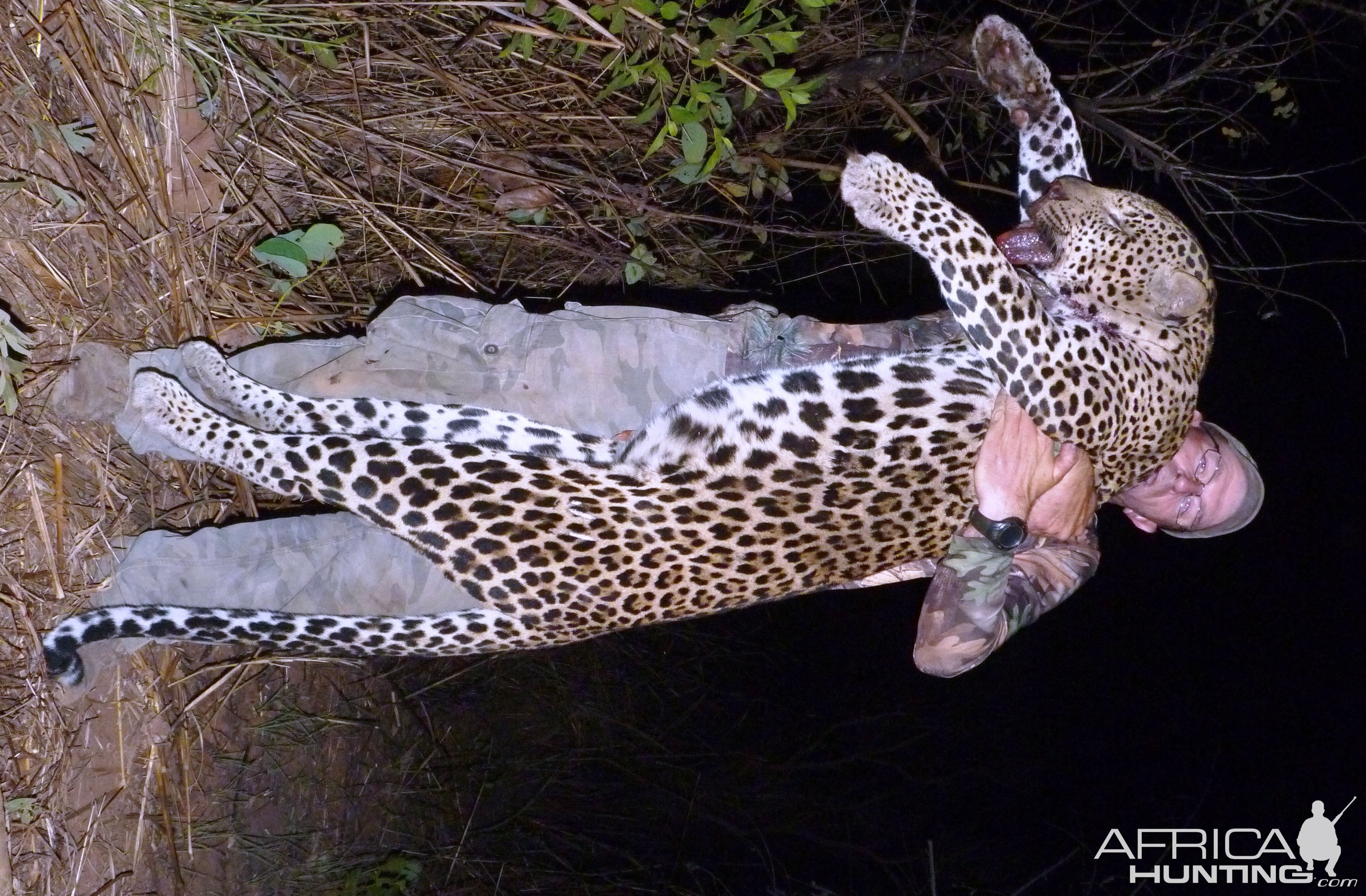 Hunting Leopard in Central African Republic