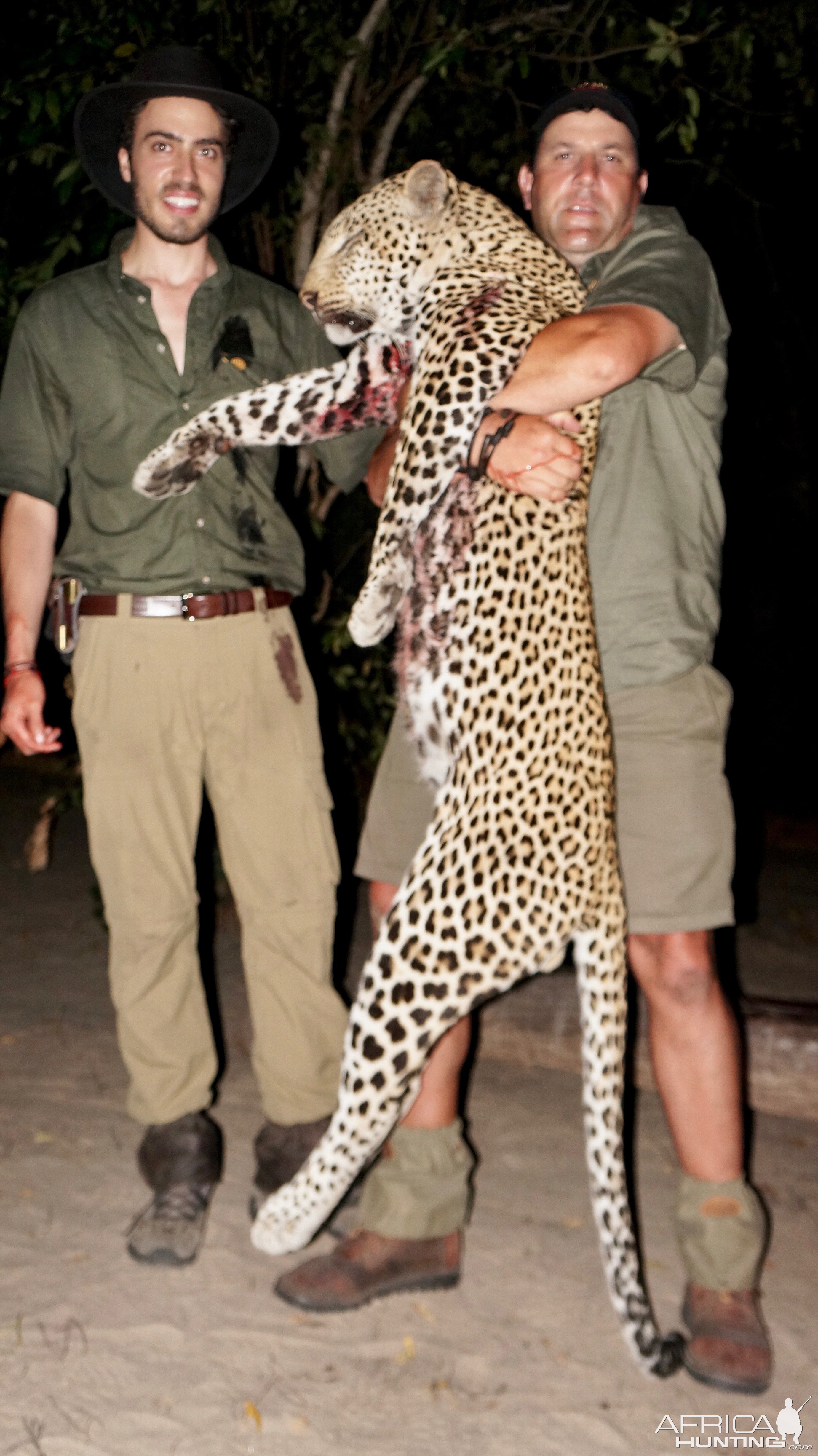 Hunting Leopard in Namibia