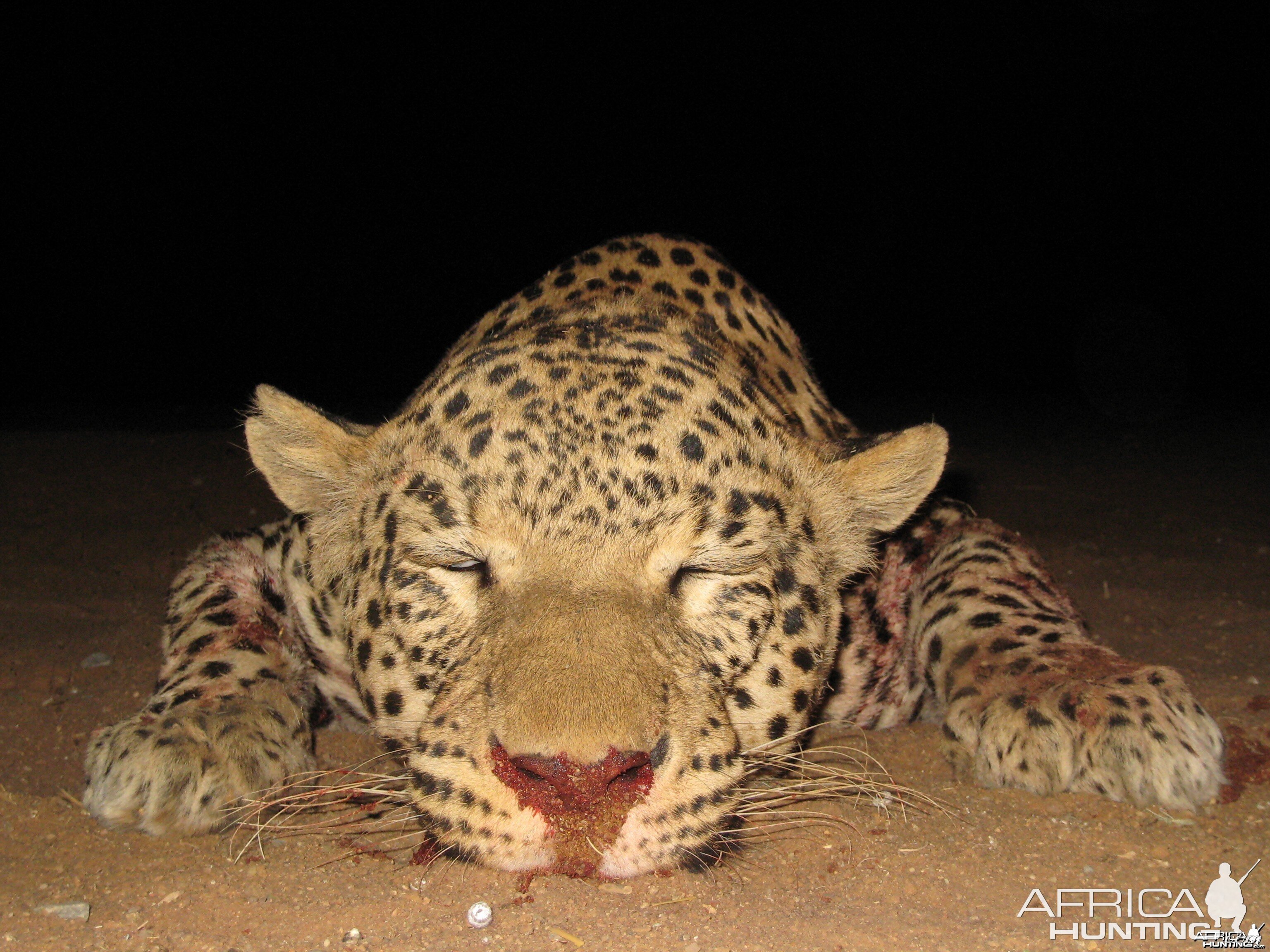 Hunting Leopard in Namibia | AfricaHunting.com