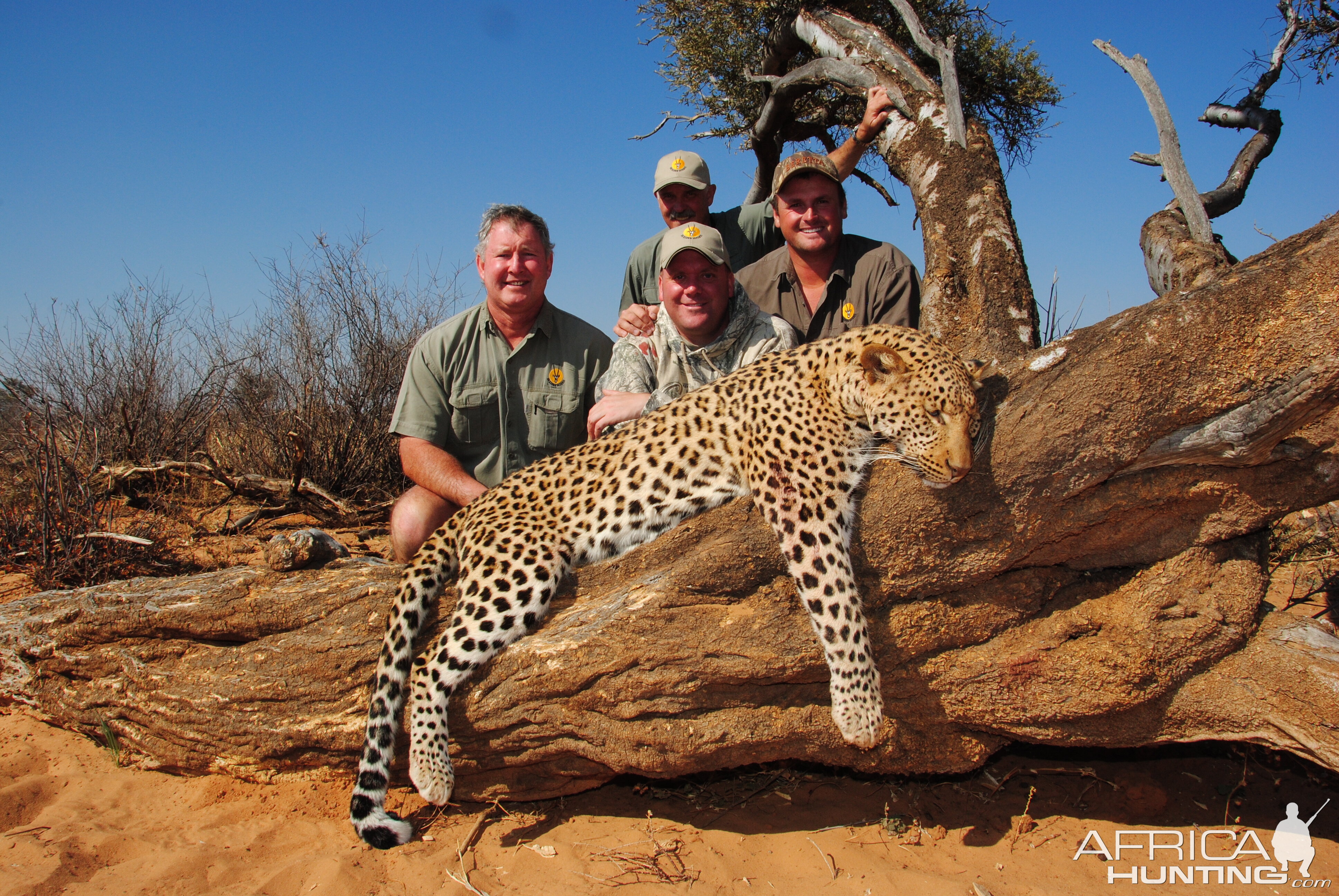 Hunting Leopard in the Kalahari