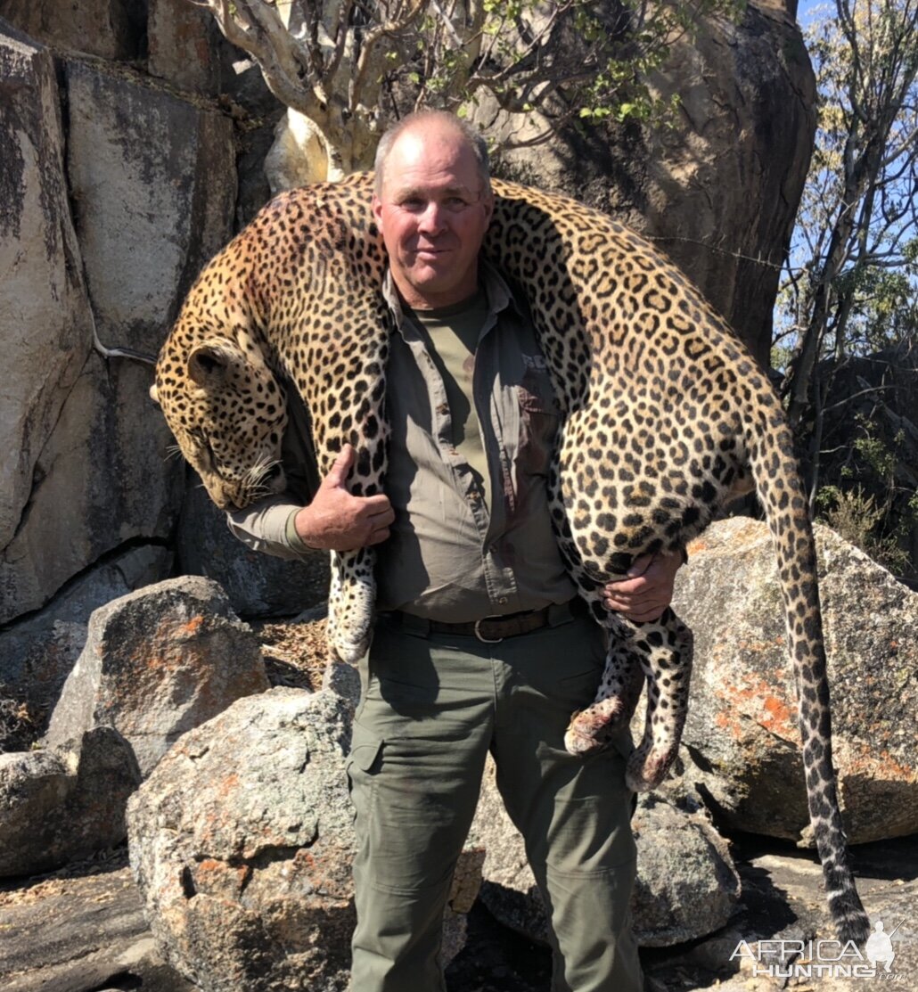 Hunting Leopard in Zimbabwe