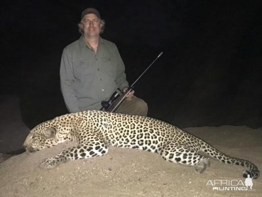 Hunting Leopard in Zimbabwe