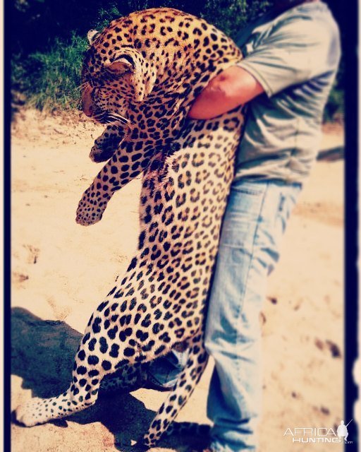 Hunting Leopard Mozambique | AfricaHunting.com