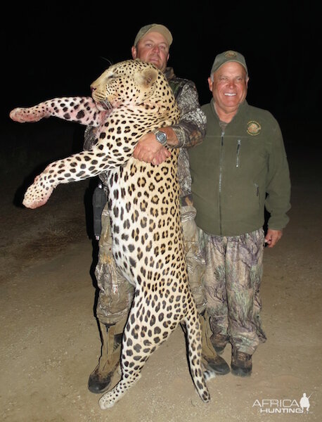 Hunting Leopard Namibia