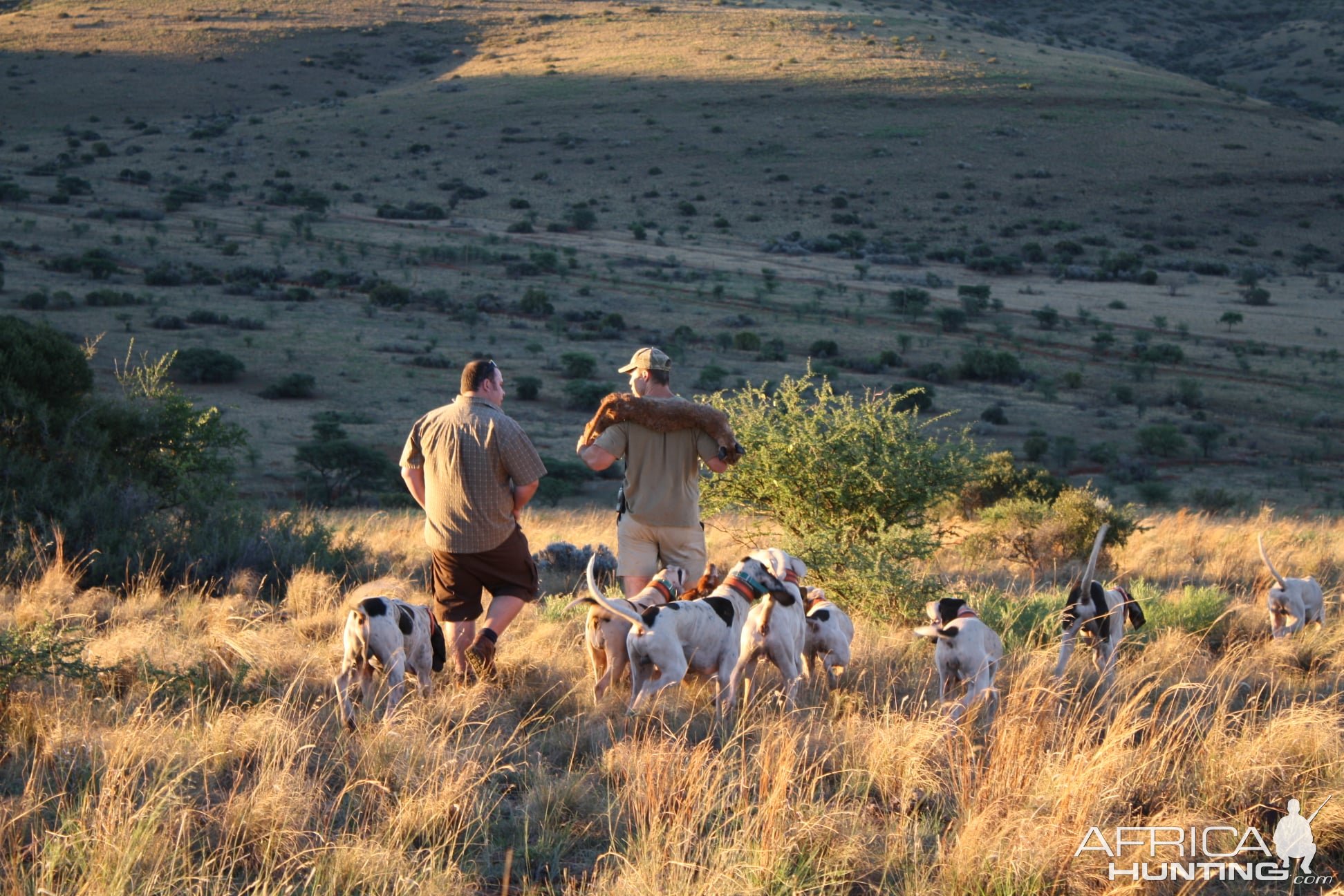 Hunting Leopard Over Hounds Mozambique