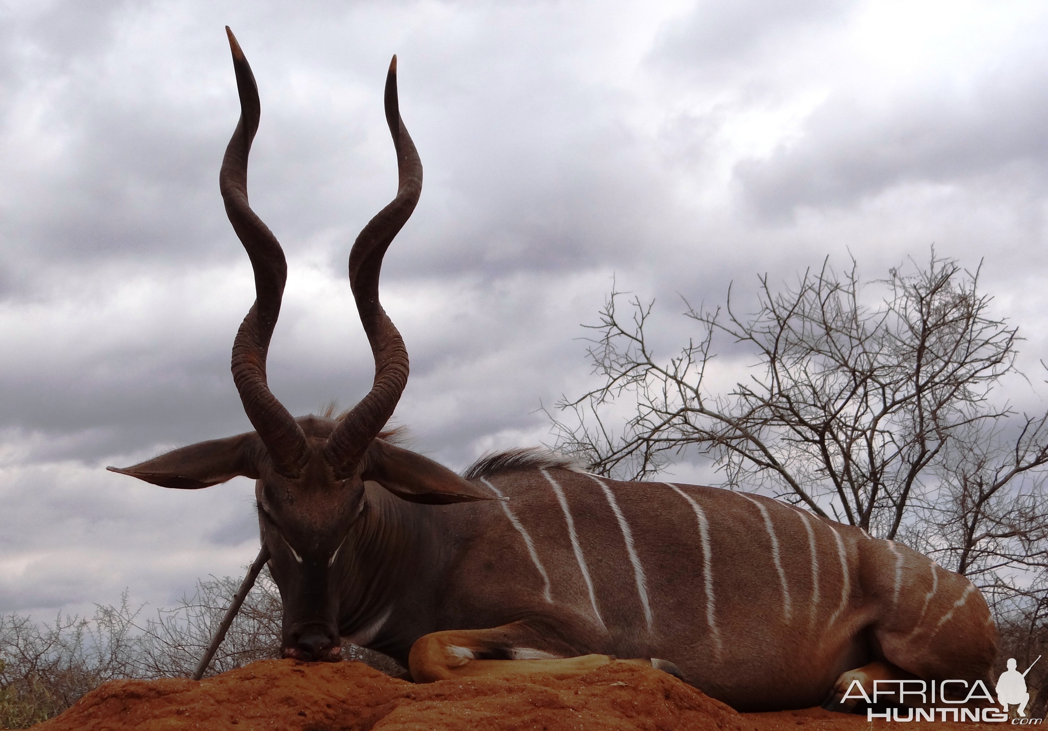 Hunting Lesser Kudu