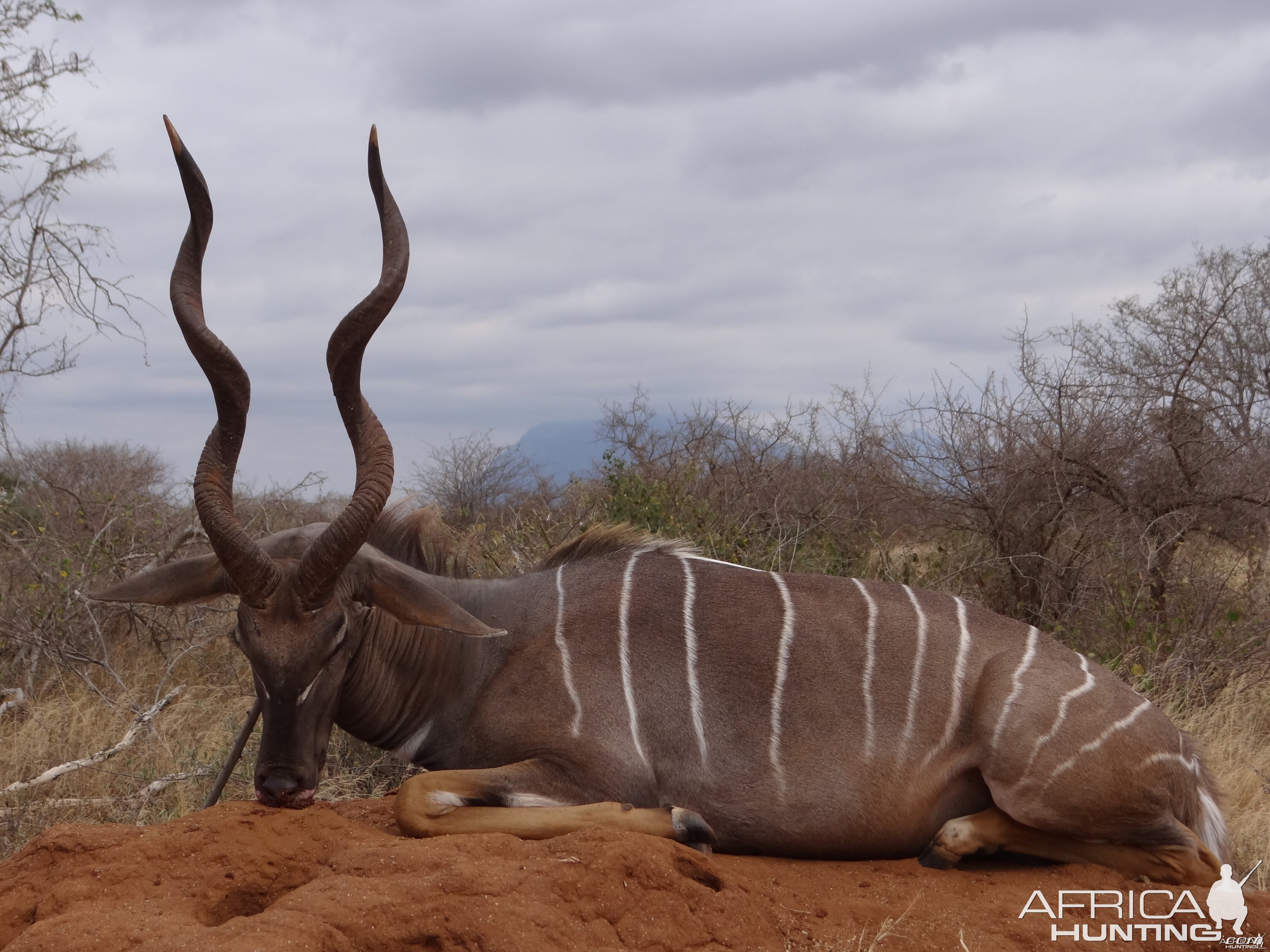 Hunting Lesser Kudu