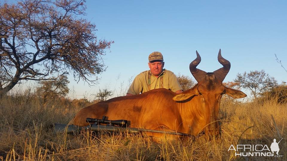 Hunting Lichtenstein Hartebeest