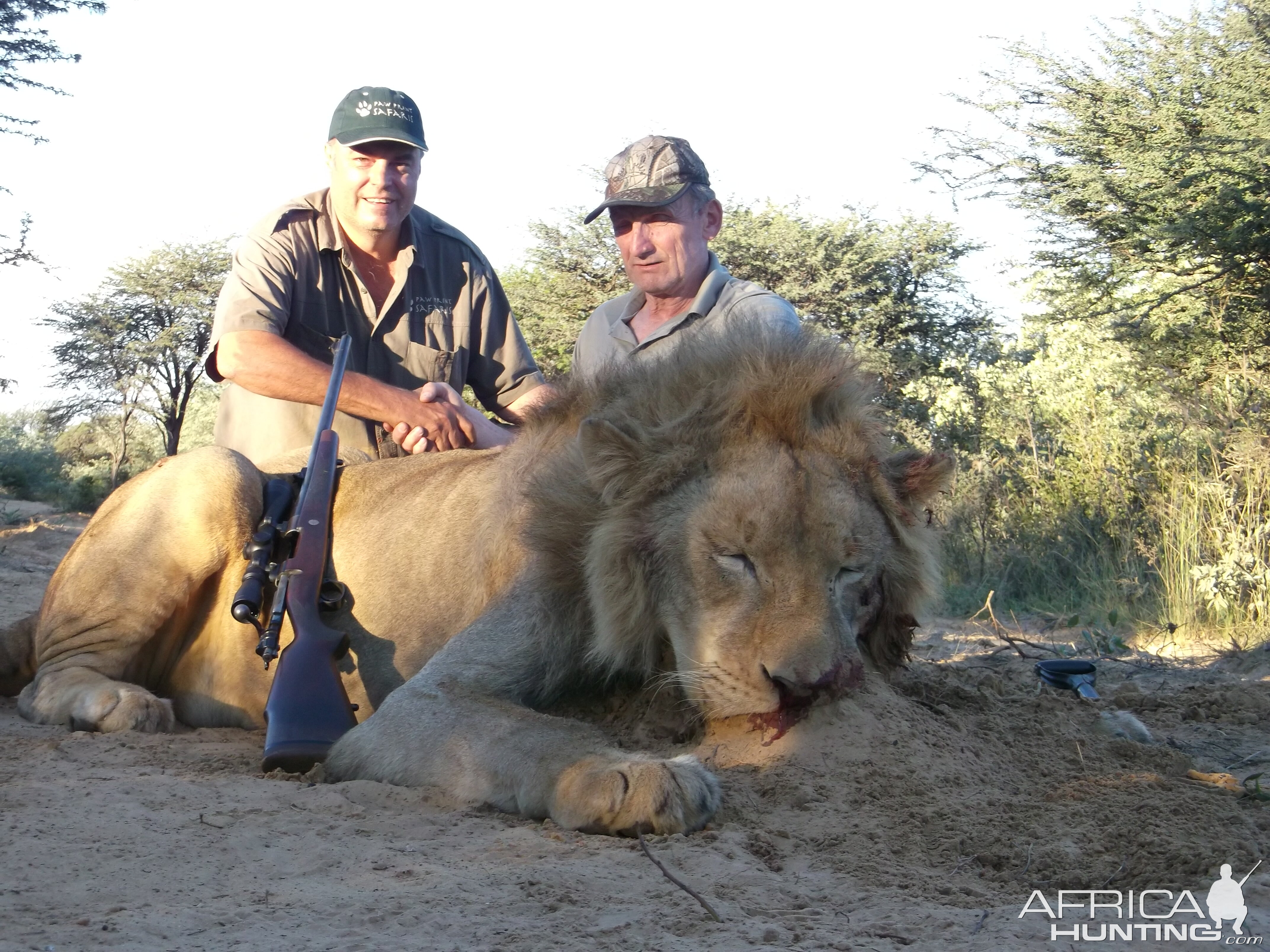 Hunting Lion in South Africa