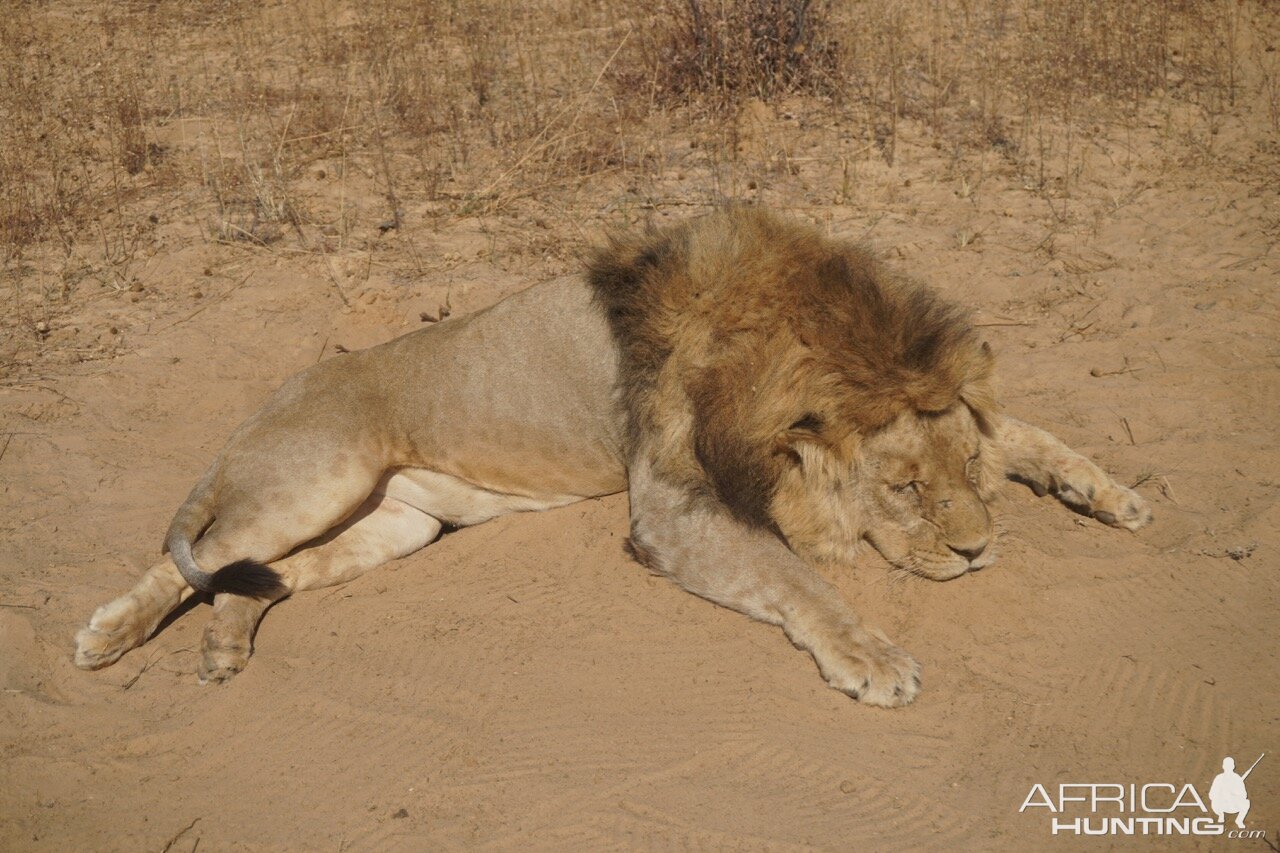 Hunting Lion in South Africa