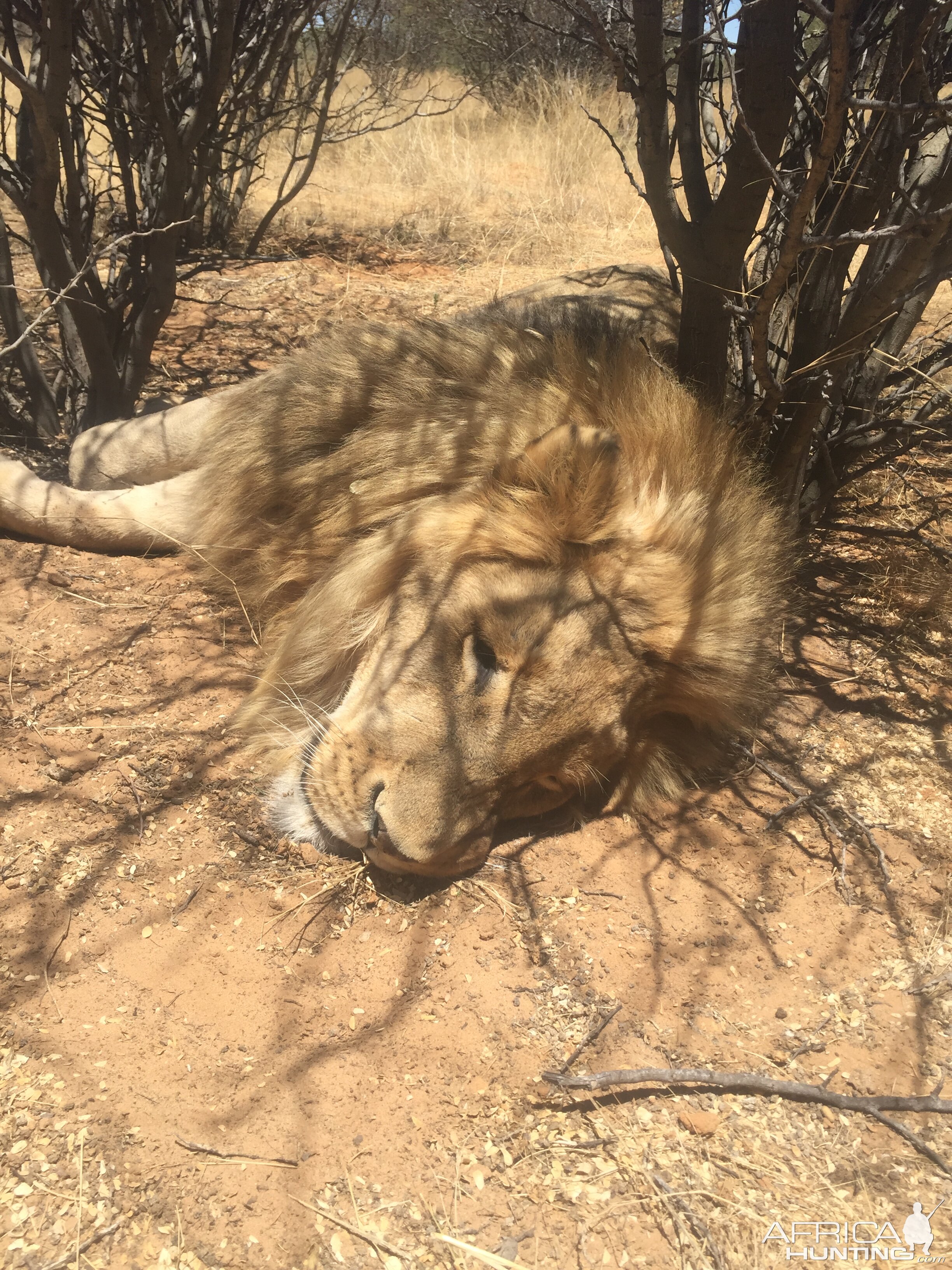 Hunting Lion in South Africa | AfricaHunting.com