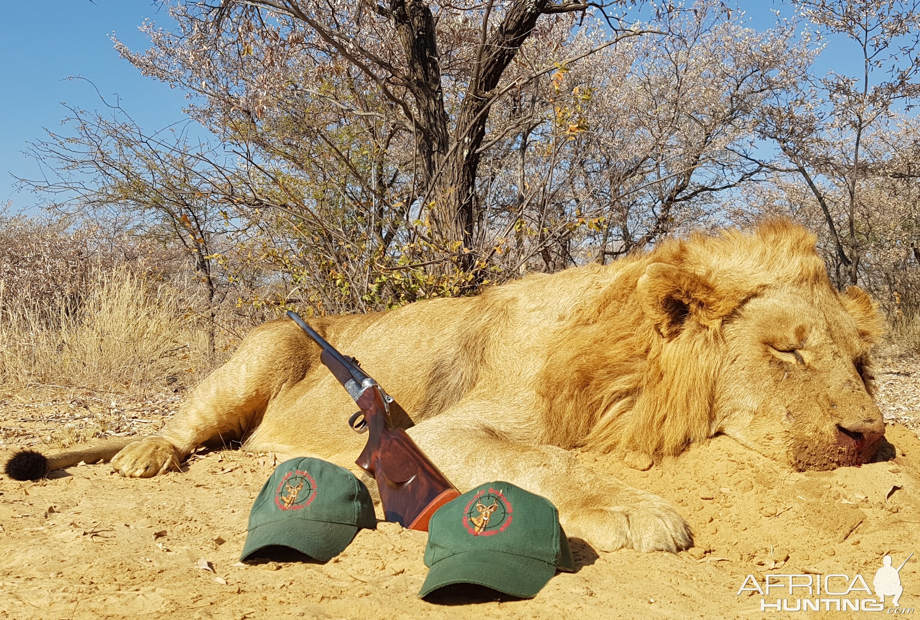 Hunting Lion in South Africa