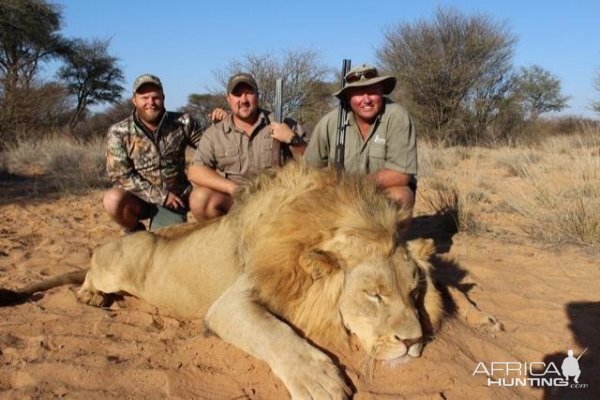 Hunting Lion in South Africa