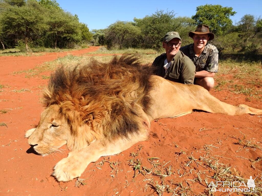 Hunting Lion in South Africa | AfricaHunting.com