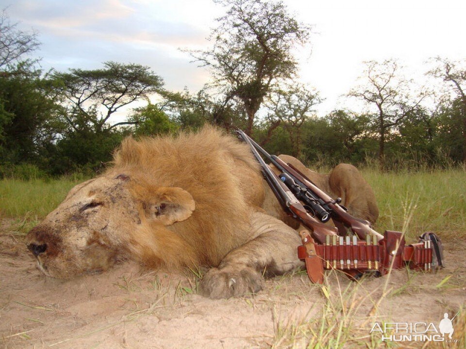 Hunting lion in Tanzania Hunting