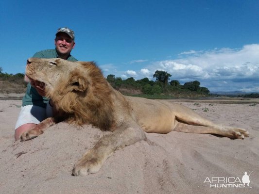 Hunting Lion in Zimbabwe