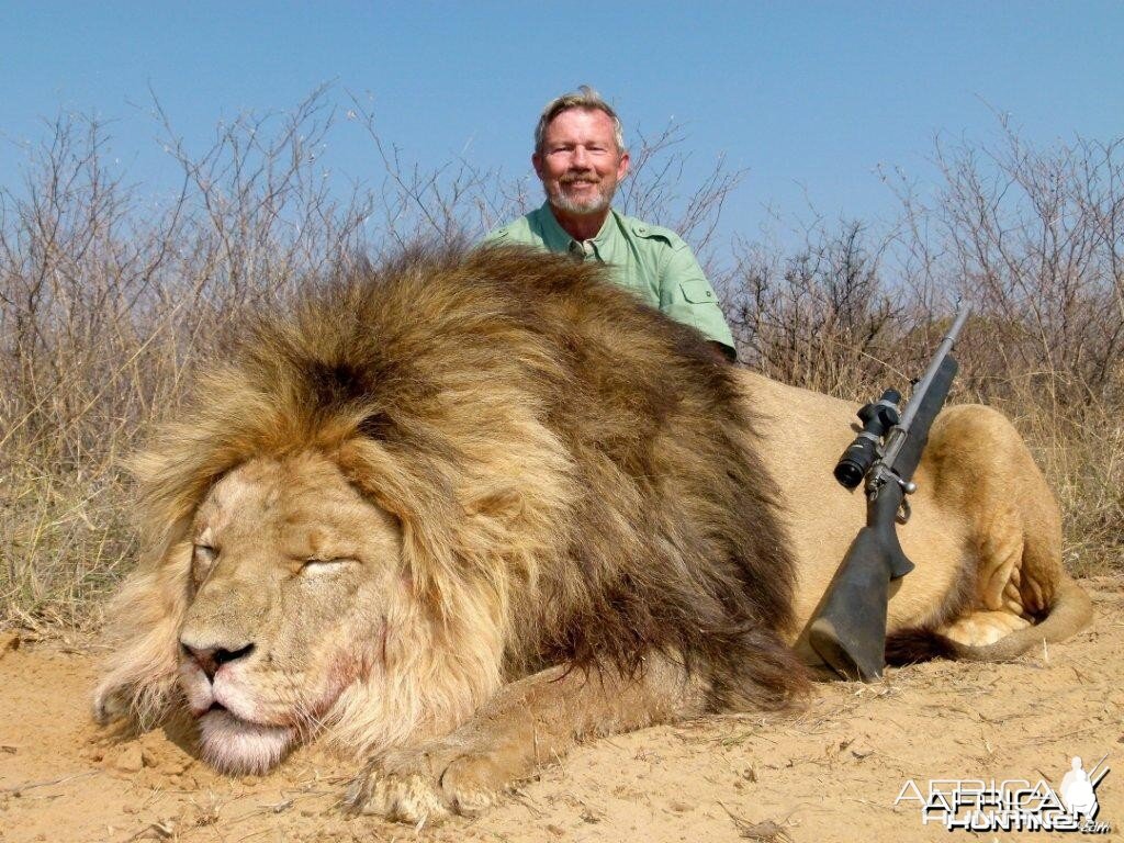 Hunting Lion South Africa