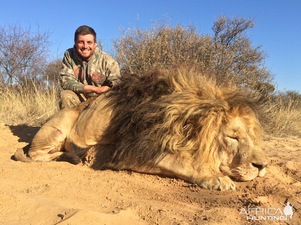 Hunting Lion South Africa