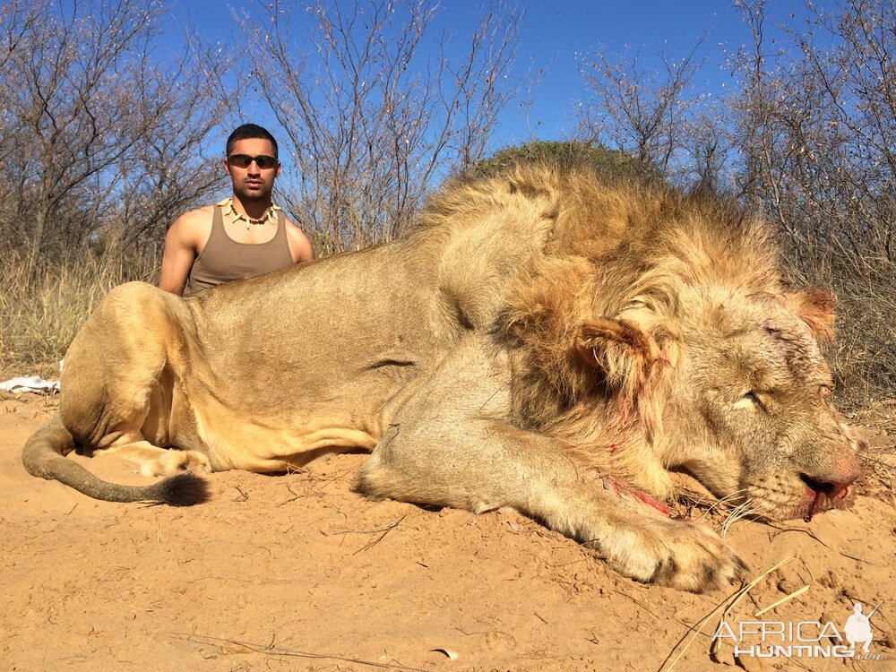 Hunting Lion South Africa