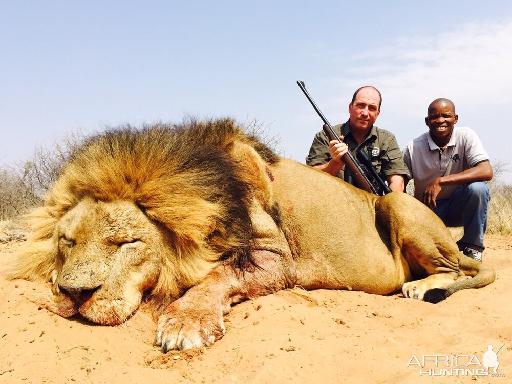 Hunting Lion South Africa