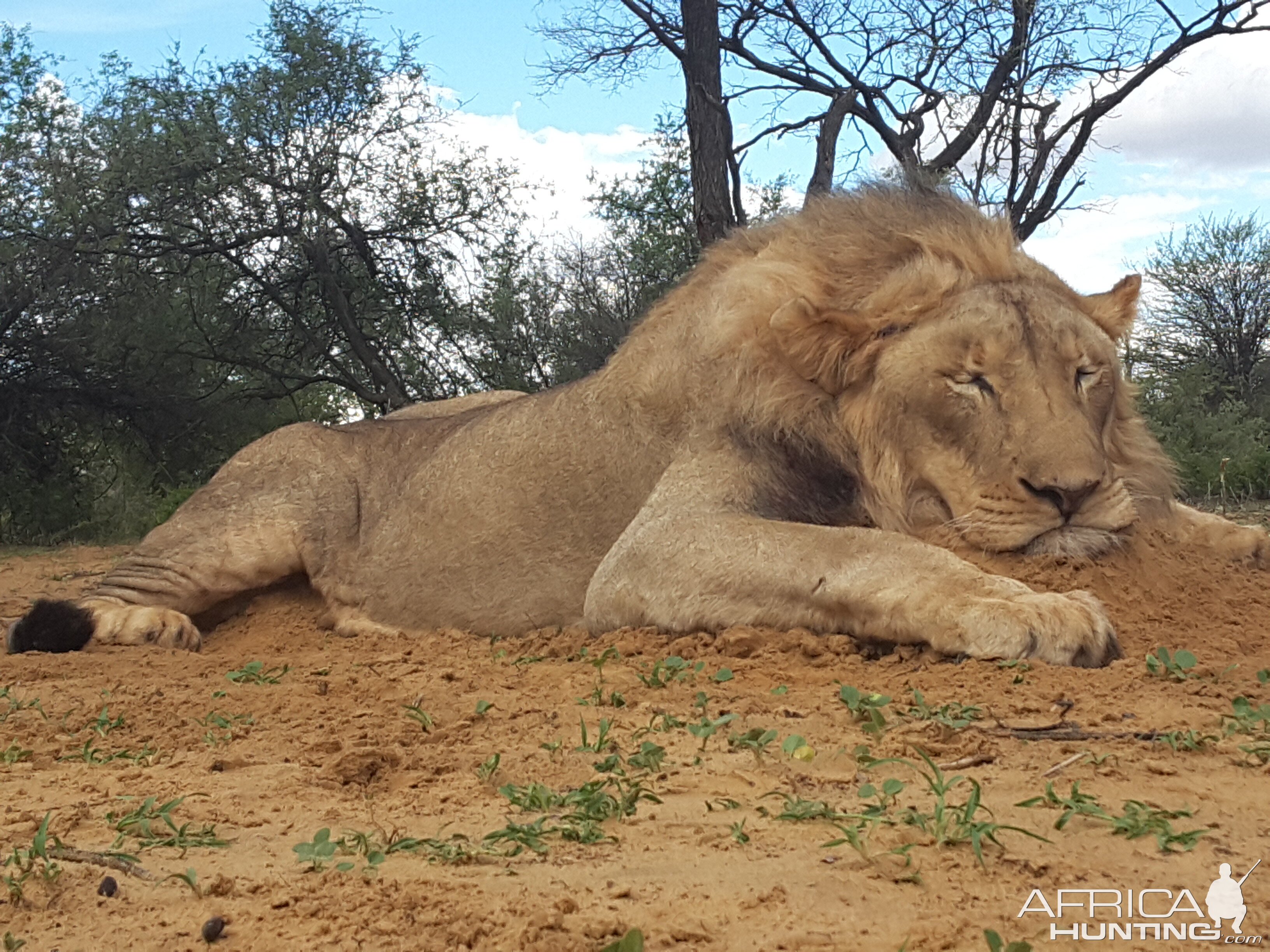 Hunting Lion South Africa | AfricaHunting.com