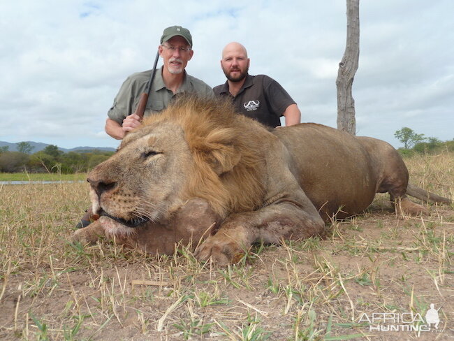 Hunting Lion Zimbabwe