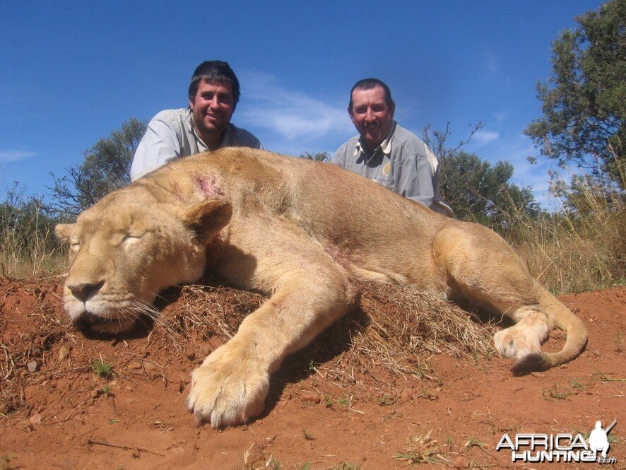 Hunting Lioness