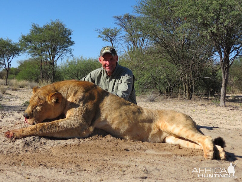 Hunting Lioness