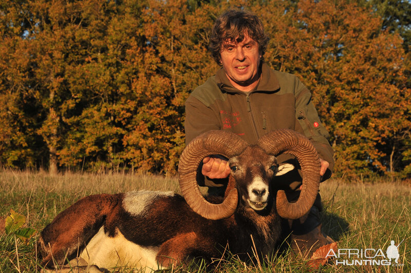 Hunting Mouflon France