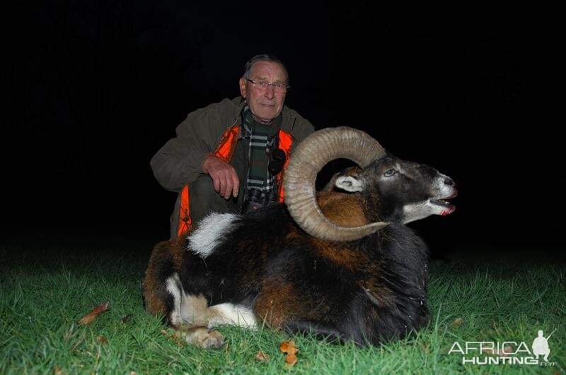 Hunting Mouflon France