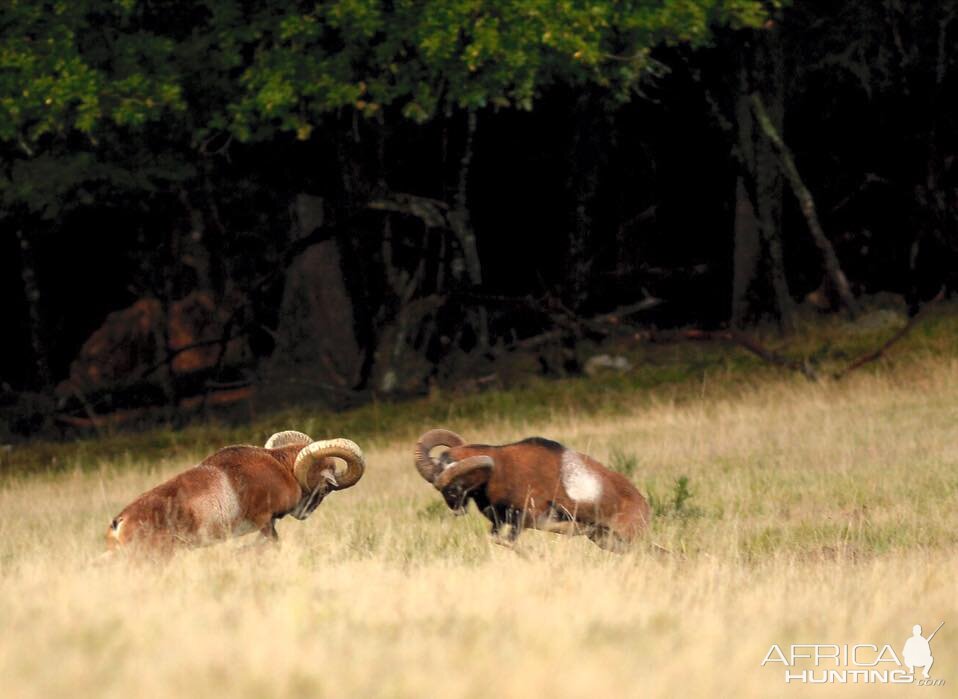 Hunting Mouflon