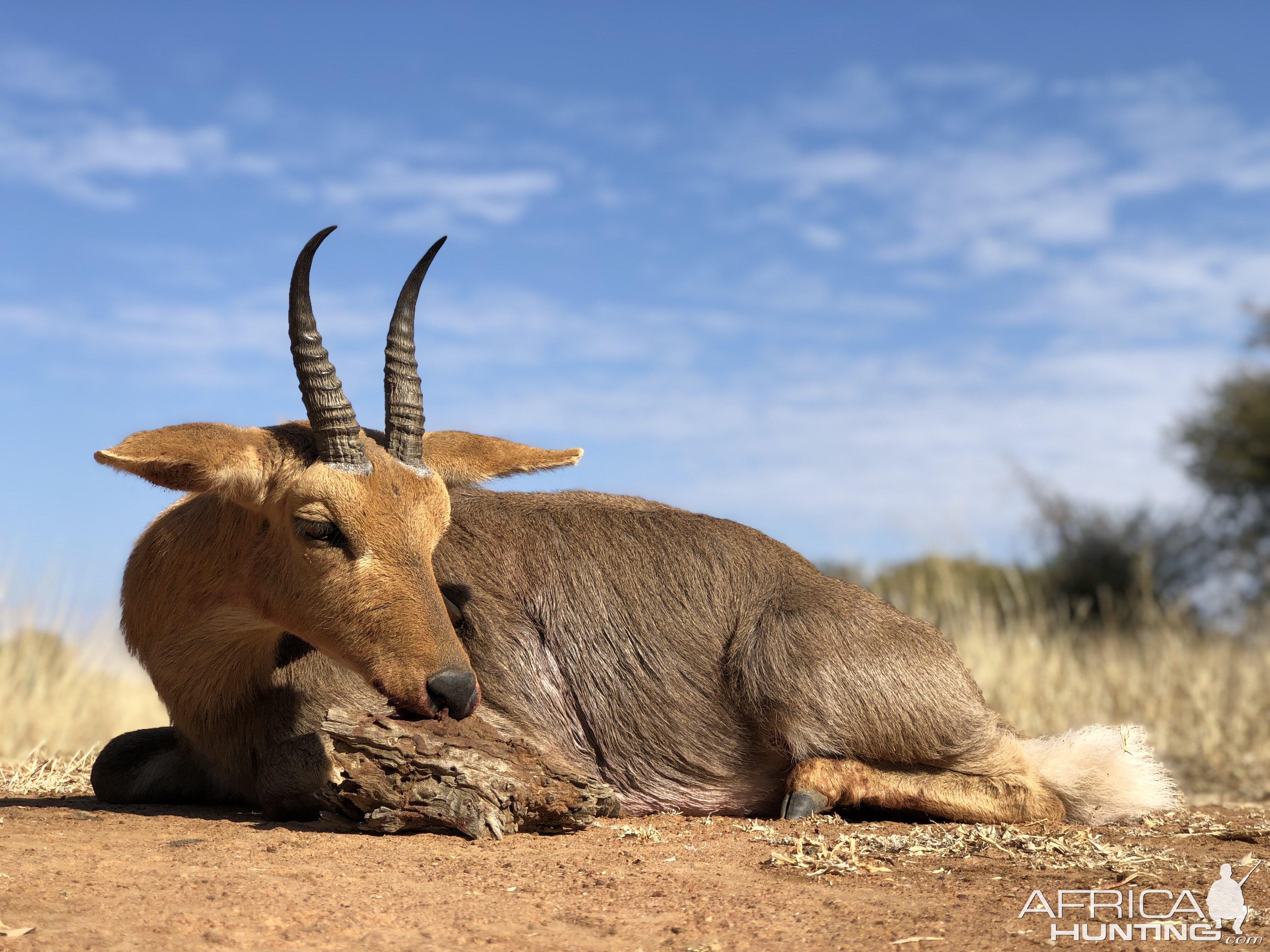 Hunting Mountain Reedbuck in South Africa