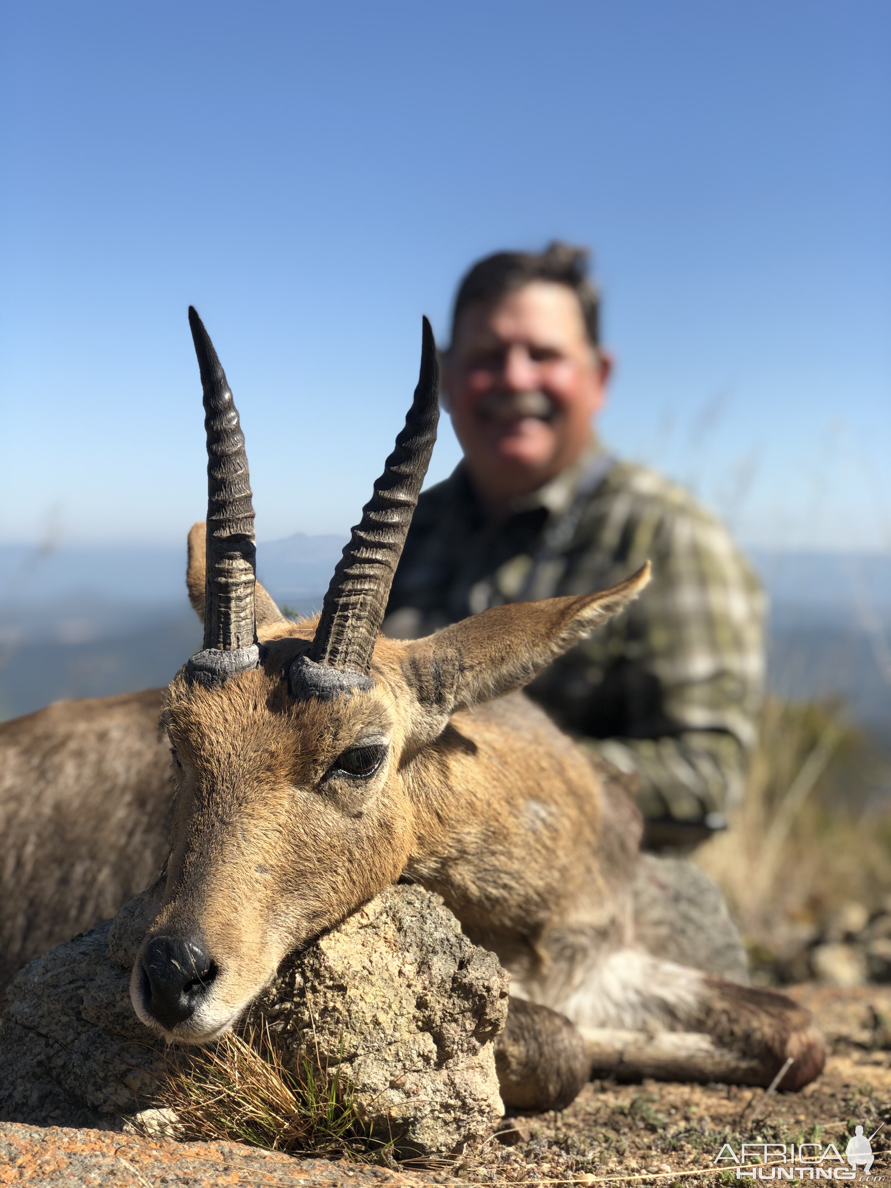 Hunting Mountain Reedbuck Mpumalanga South Africa
