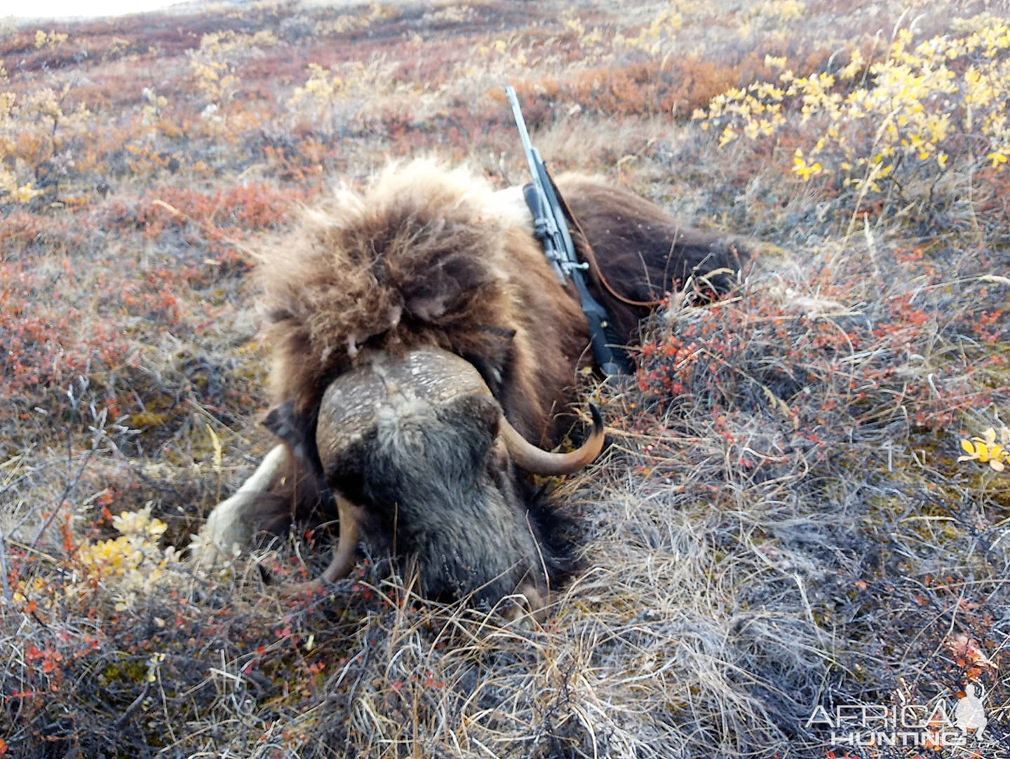 Hunting Muskox in Greenland