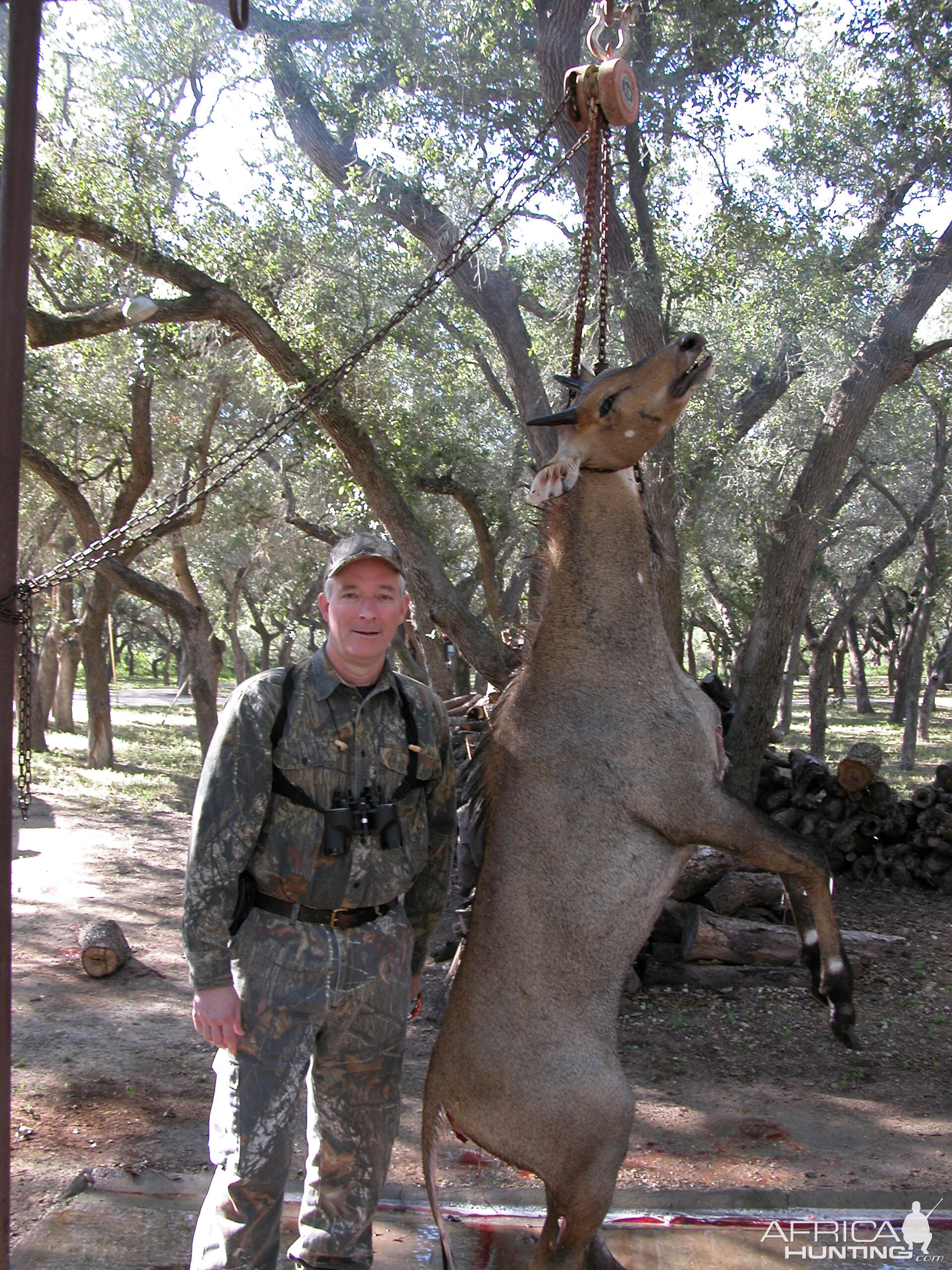 Hunting Nilgai