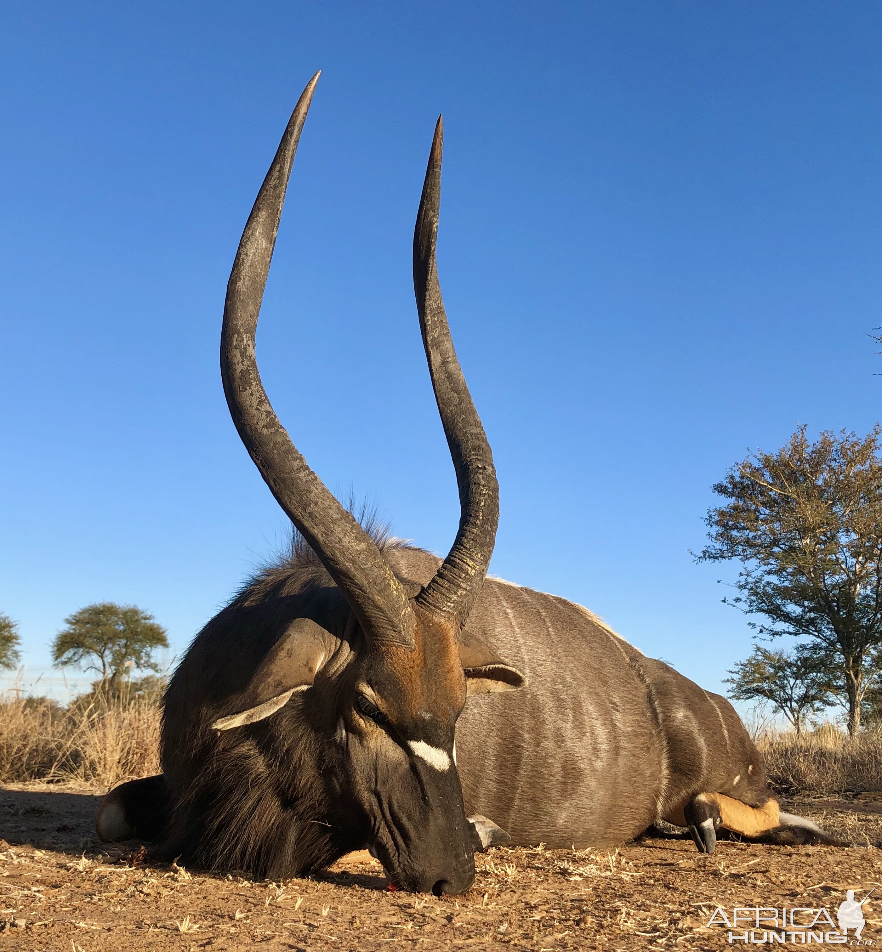 Hunting Nyala in South Africa