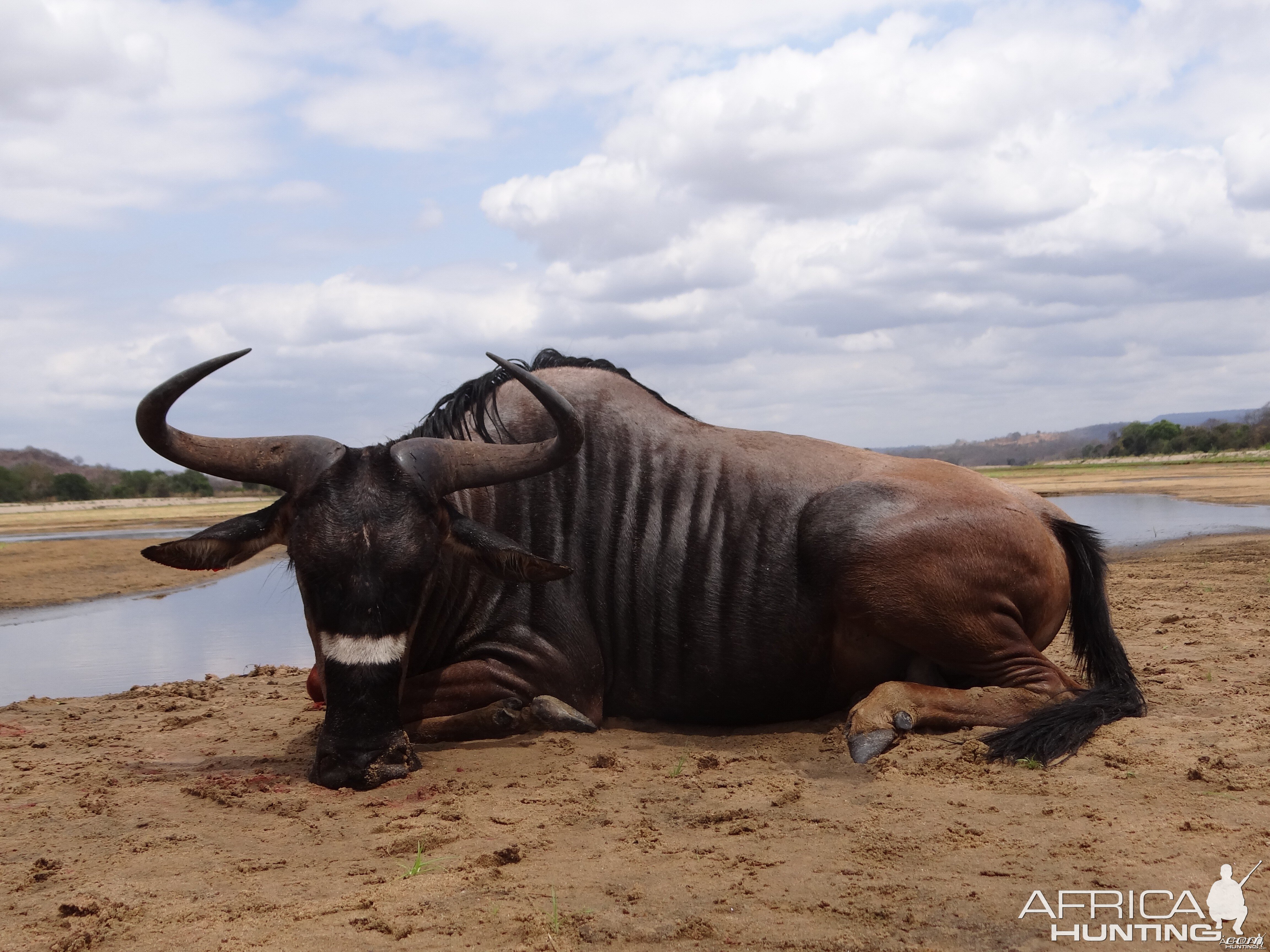 Hunting Nyasaland Wildebeest