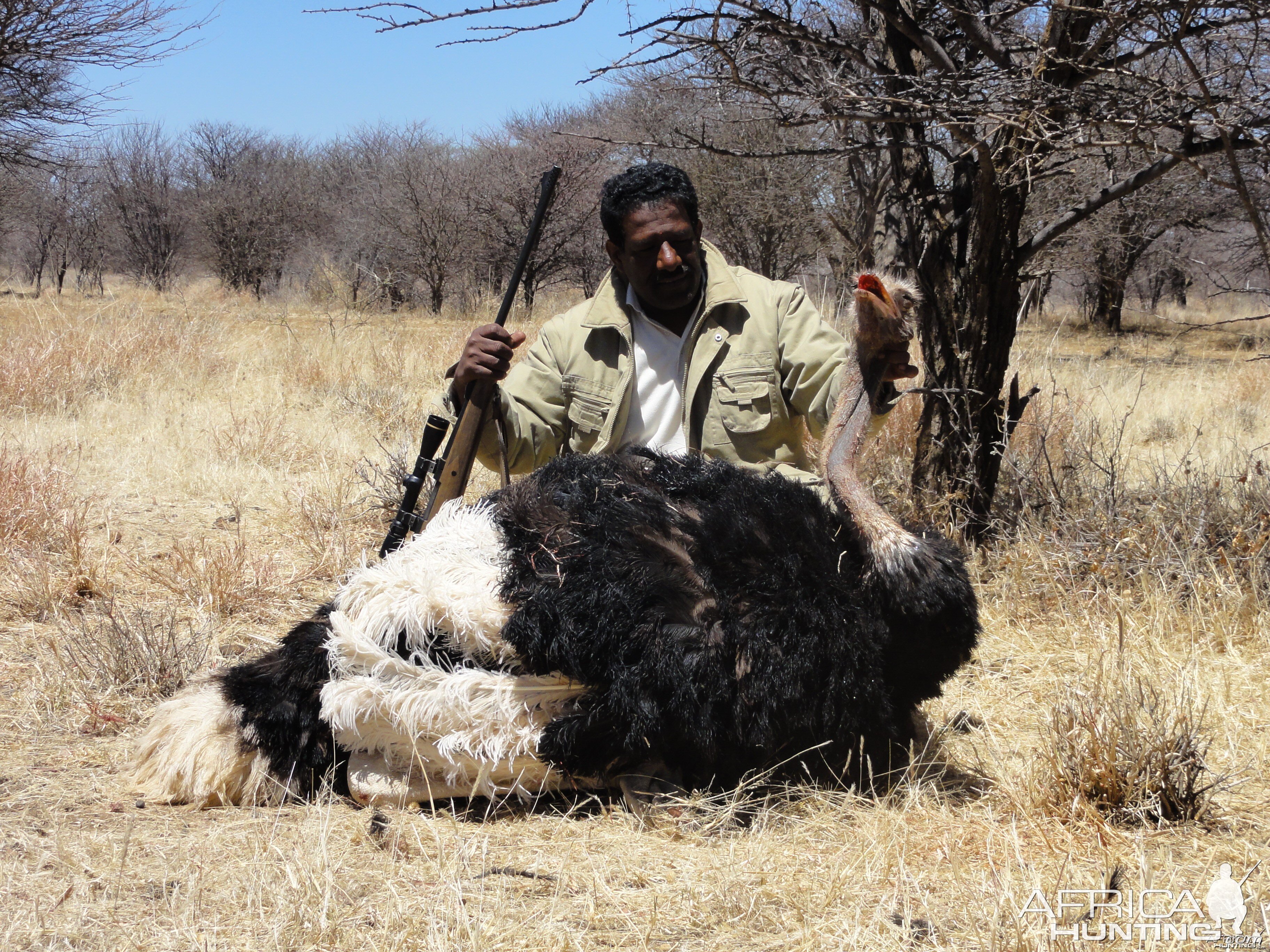 Hunting Ostrich in Namibia